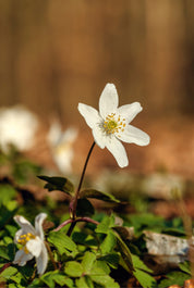 Purebloom