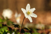 Purebloom