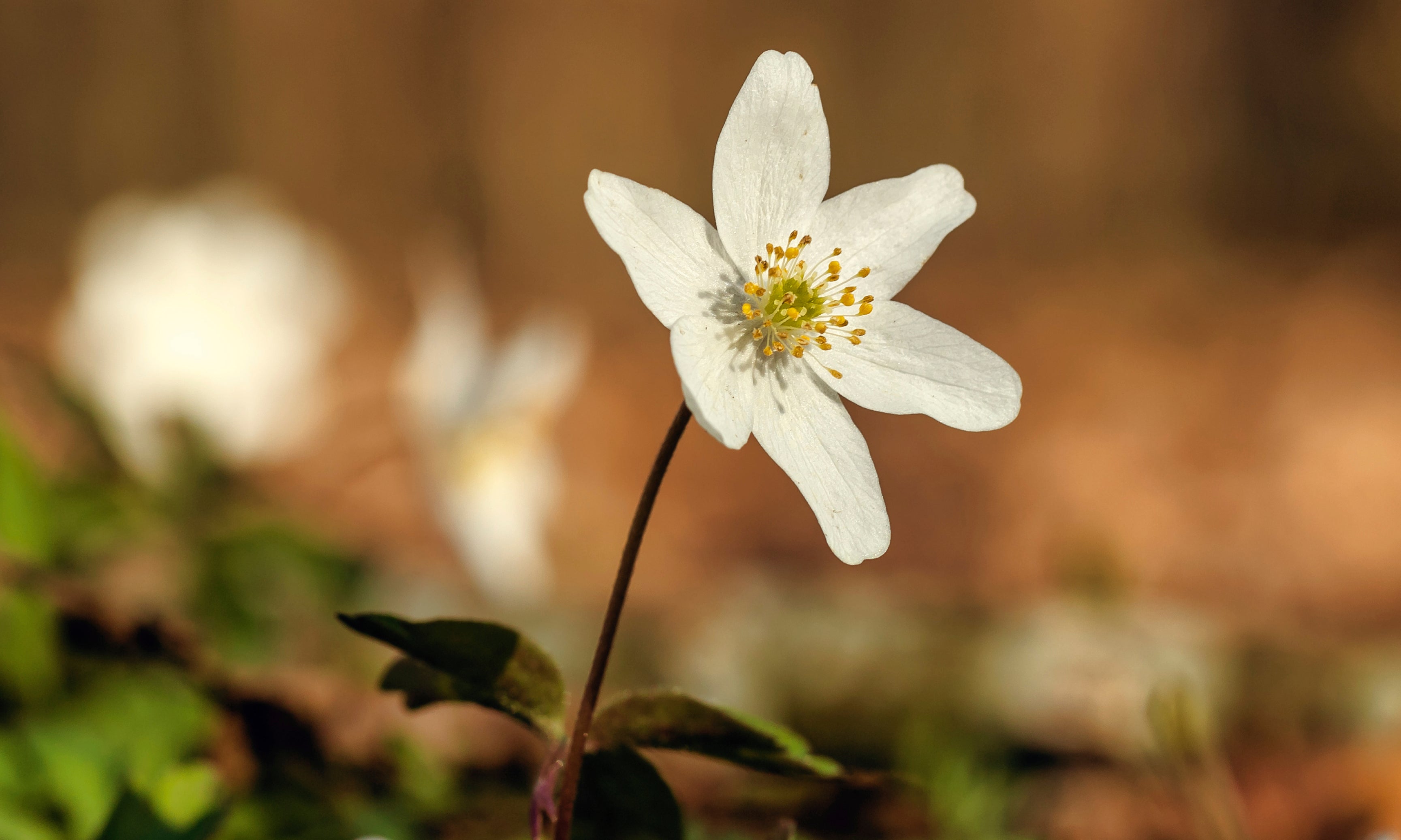 Purebloom-120x80cm.jpg