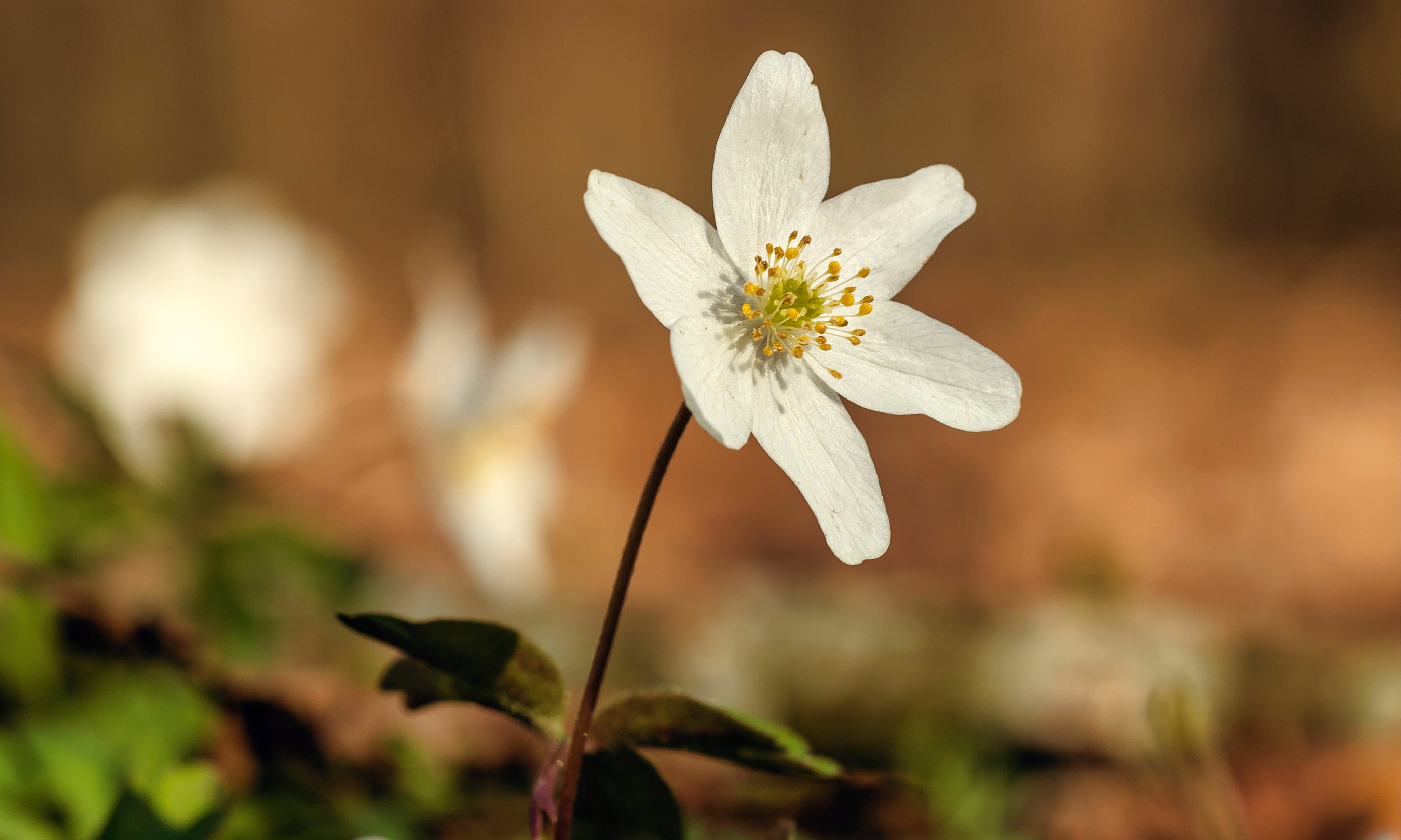 Purebloom-150x100cm.jpg