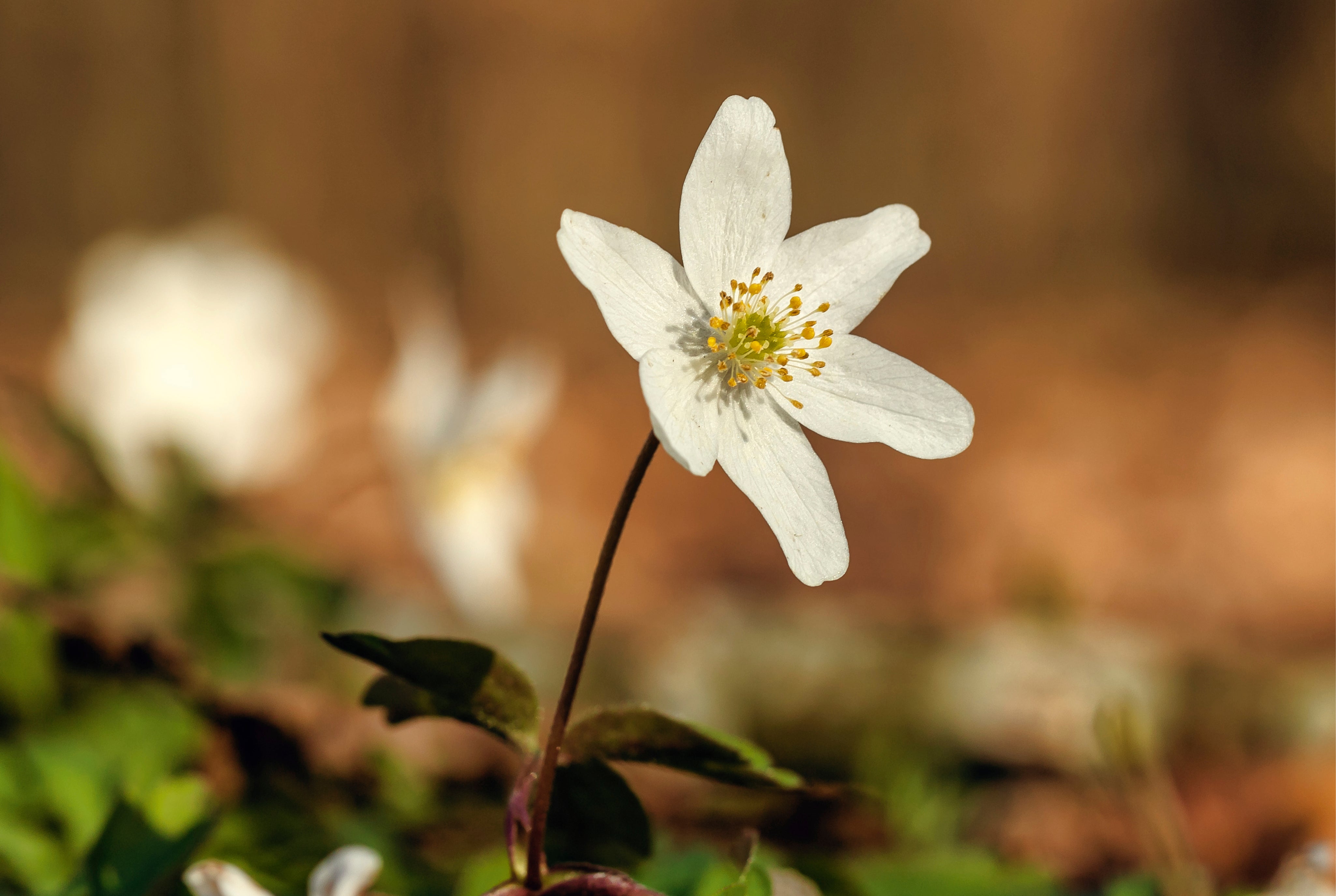 Purebloom