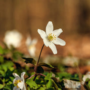 Purebloom