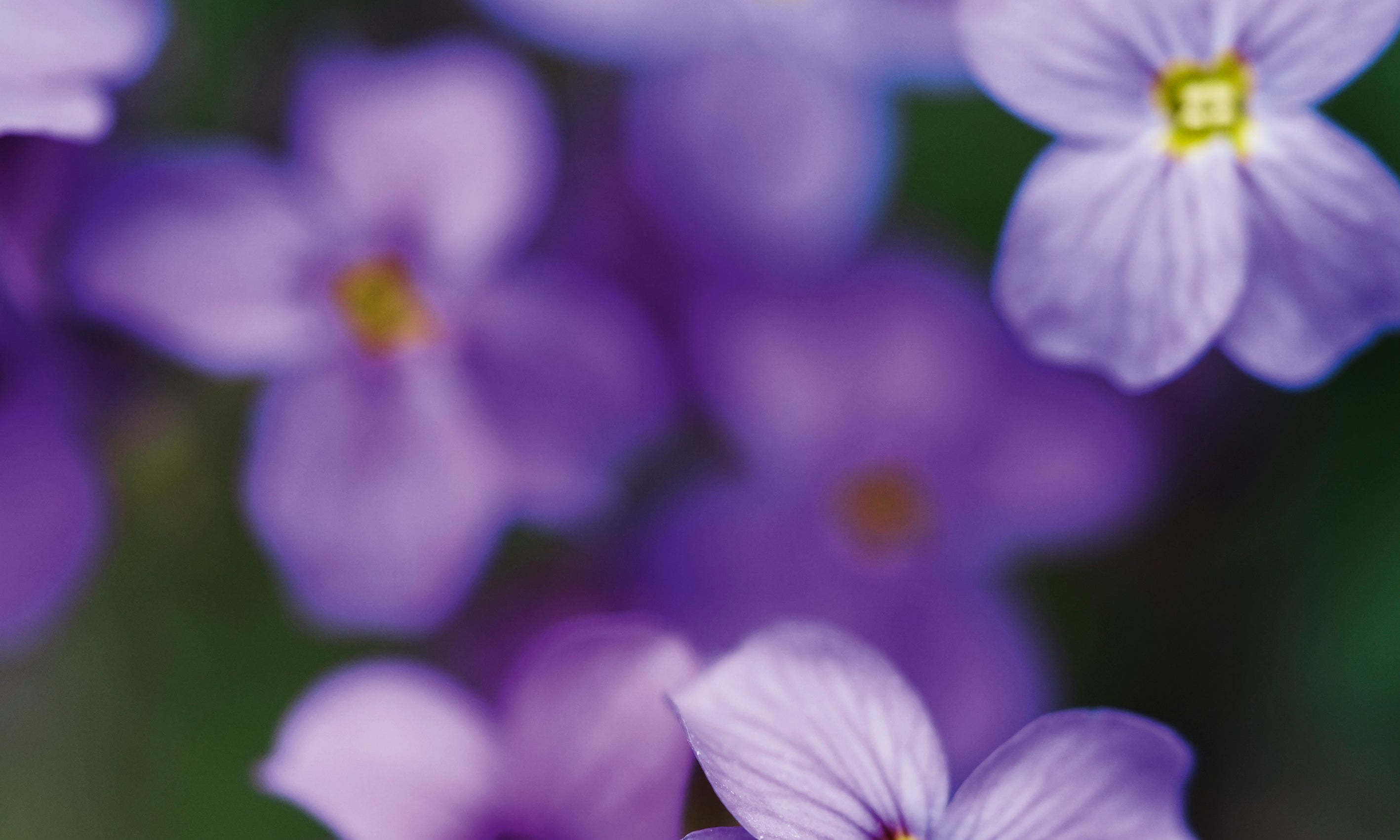 Purelypurple-100x150cm.jpg