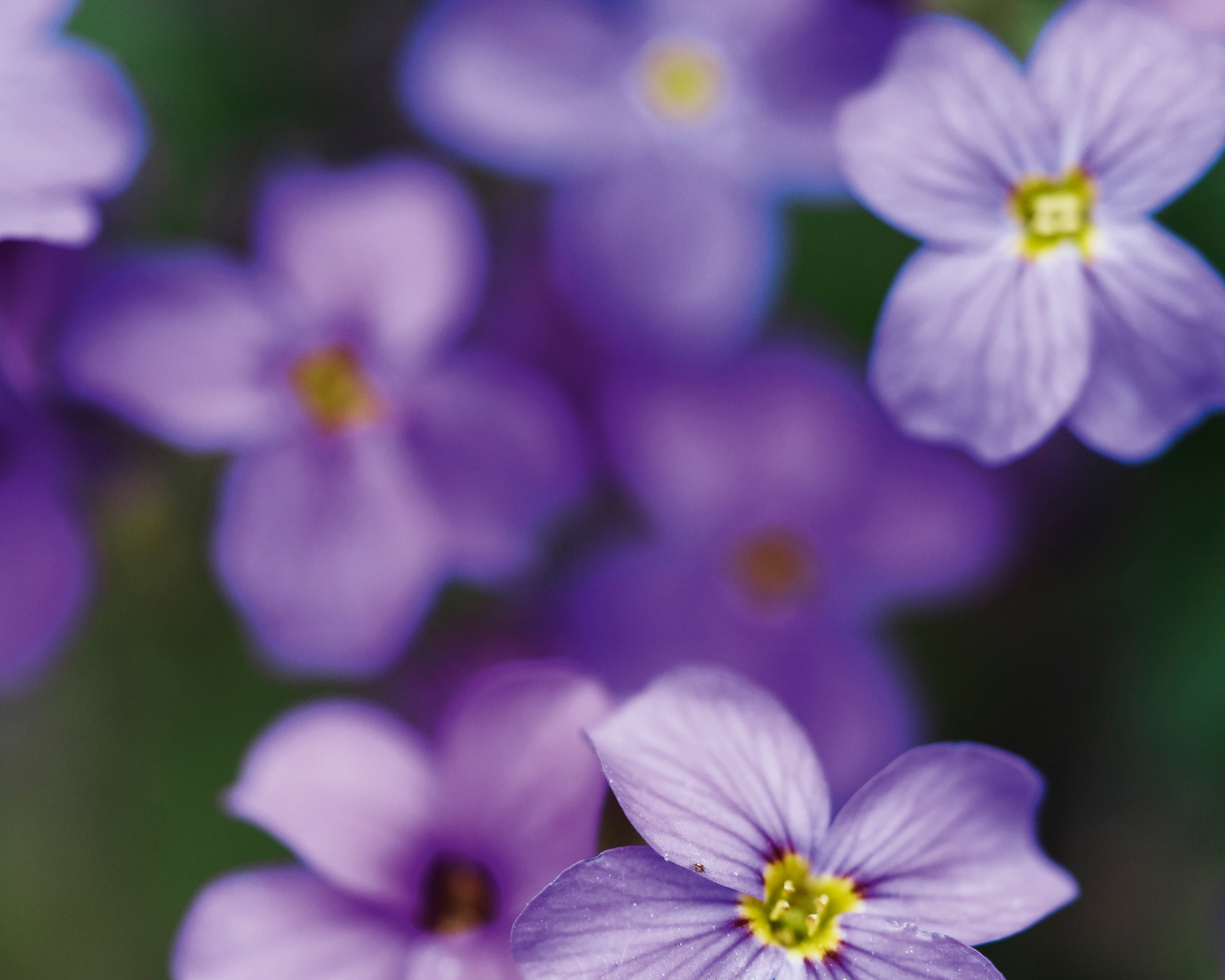 Purelypurple-100x150cm.jpg