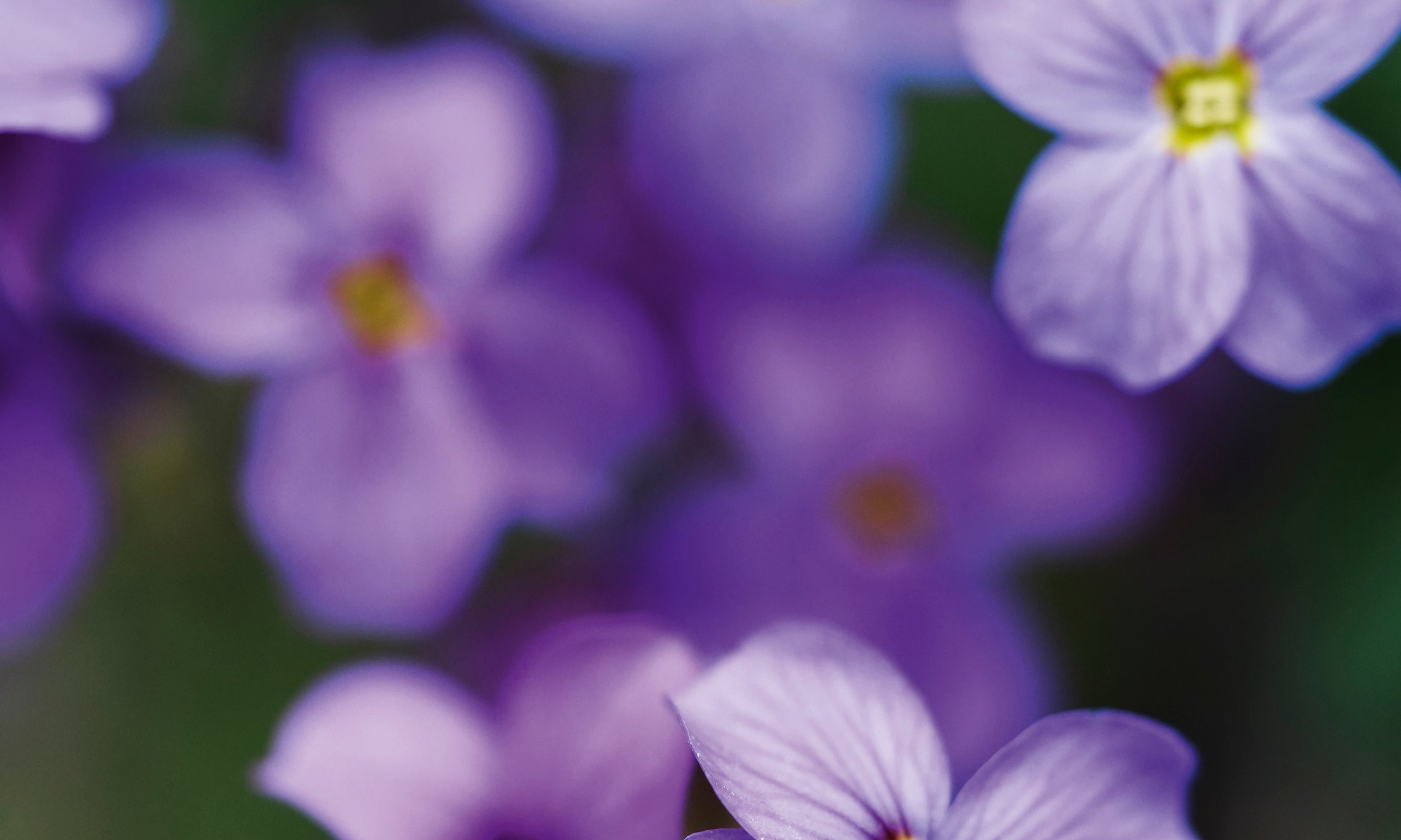 Purelypurple-80x120cm.jpg