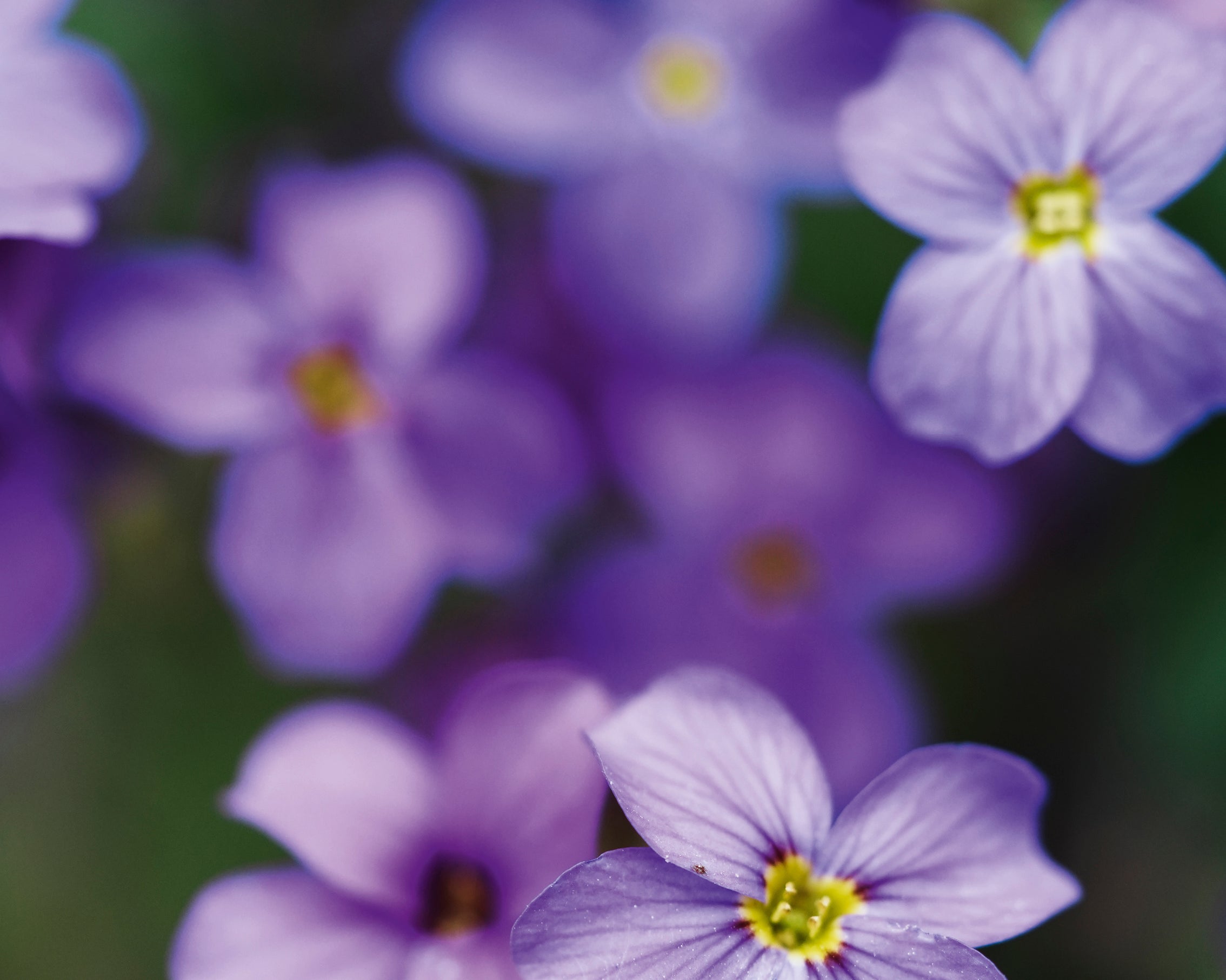Purelypurple-80x120cm.jpg