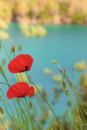 Red stillness
