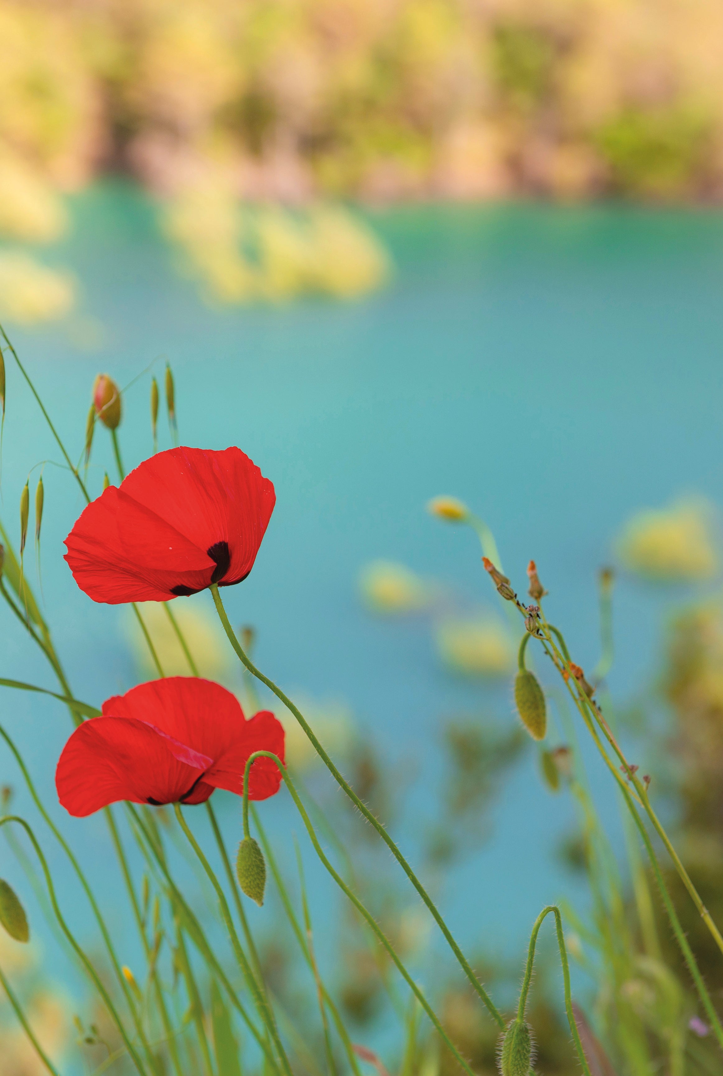 Red stillness