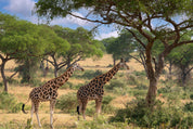 Savanna companions