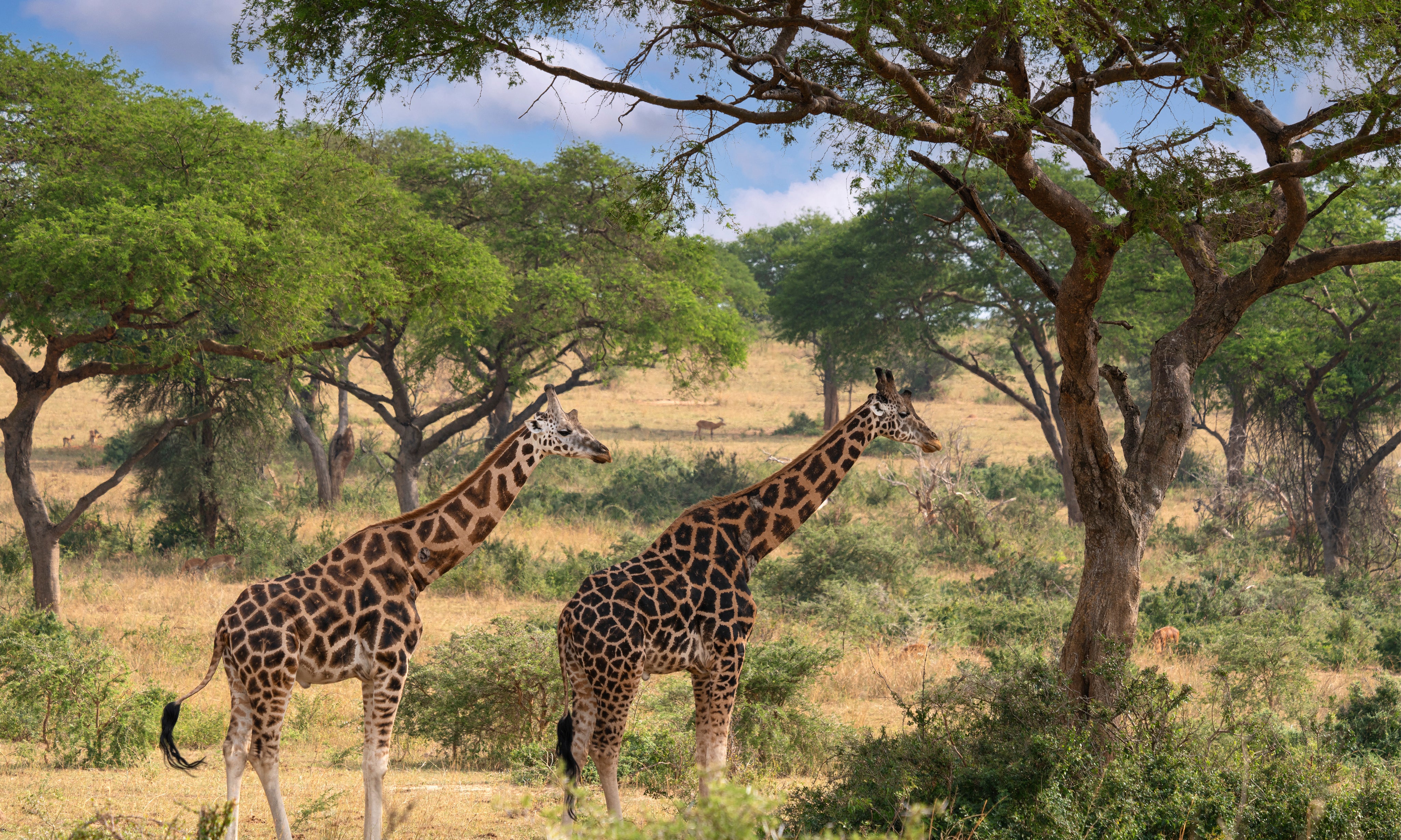 Savannacompanions-150x100cm.jpg