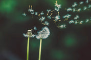 Scattered to the wind
