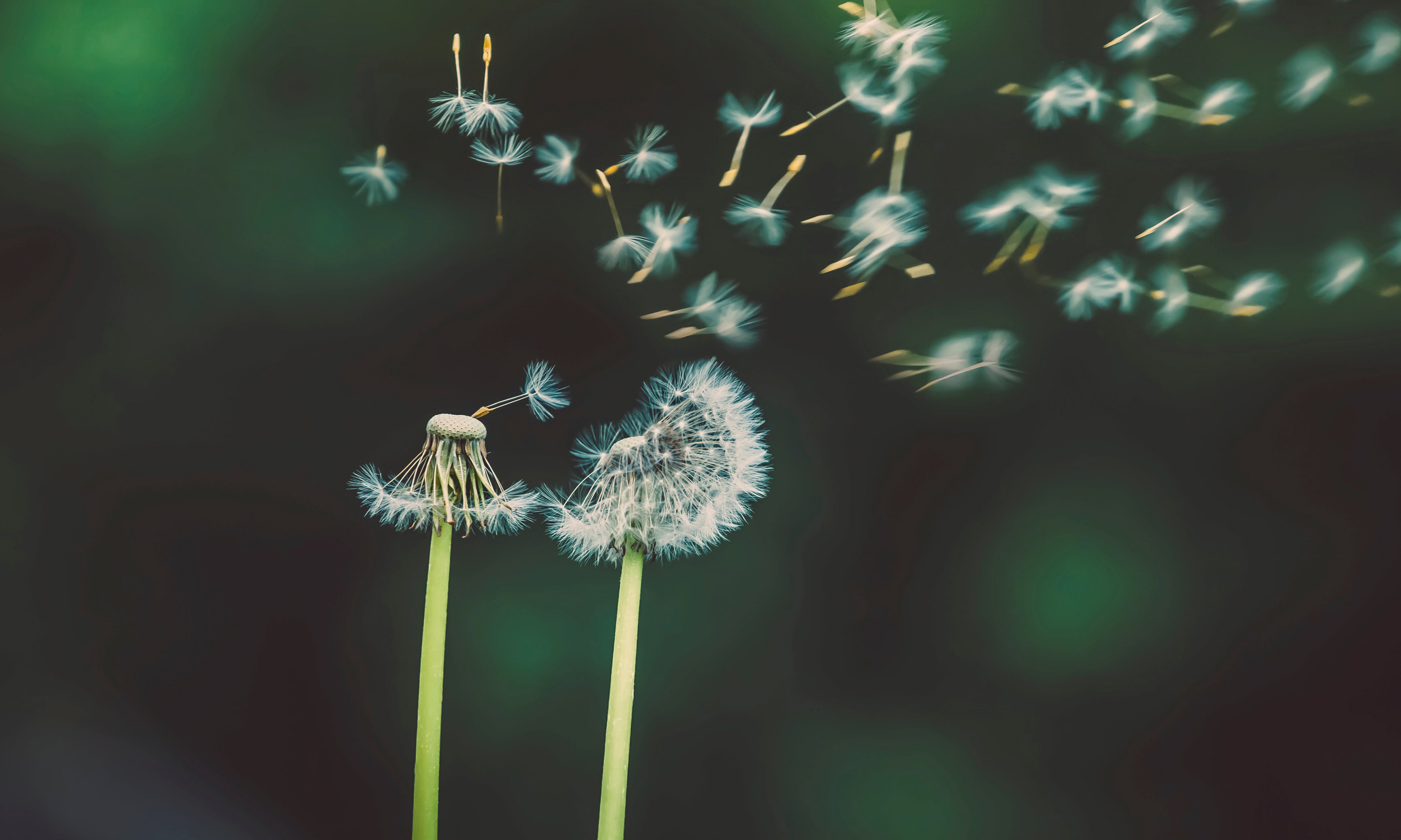 Scatteredtothewind-120x80cm.jpg