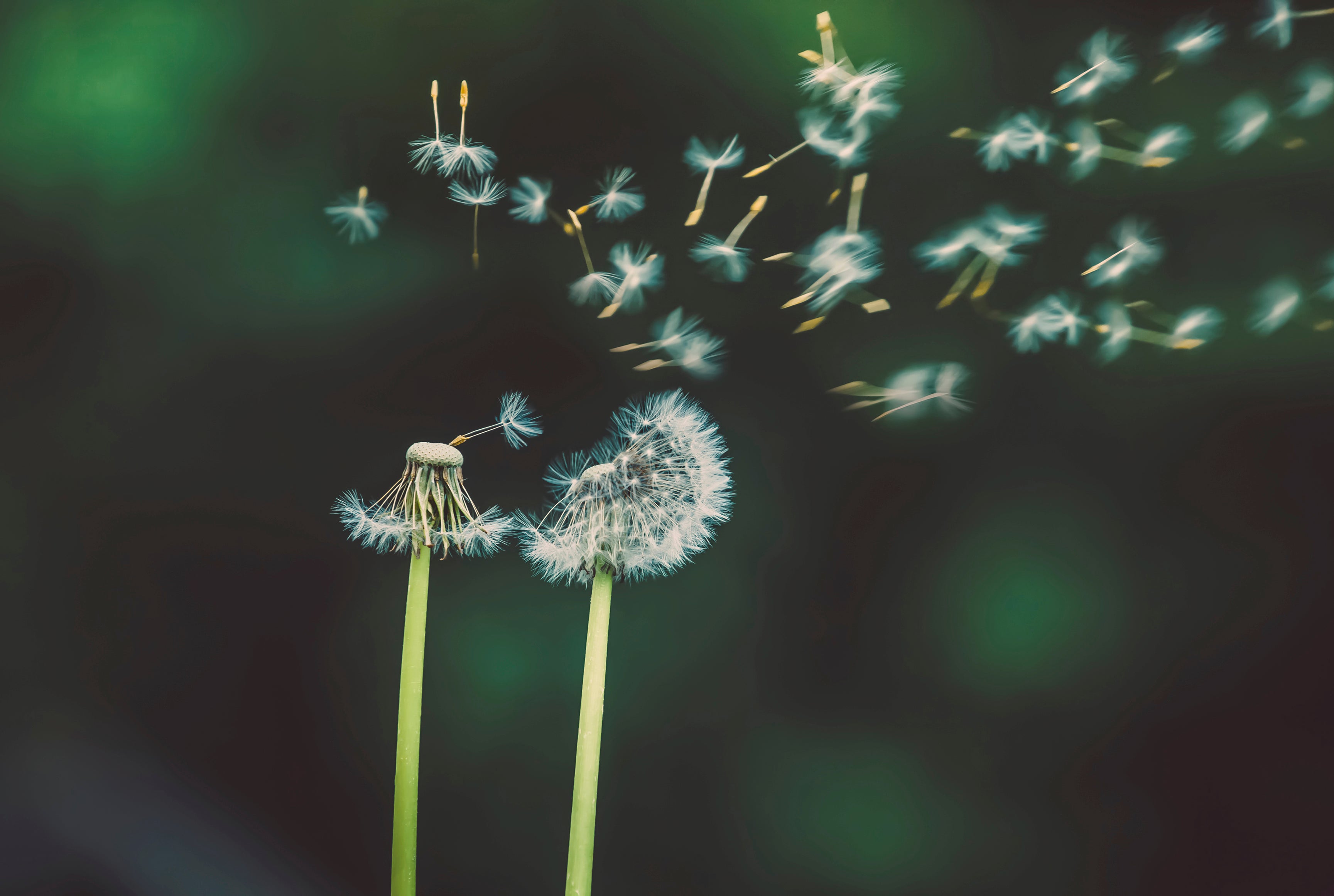 Scatteredtothewind-120x80cm.jpg