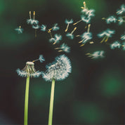 Scattered to the wind