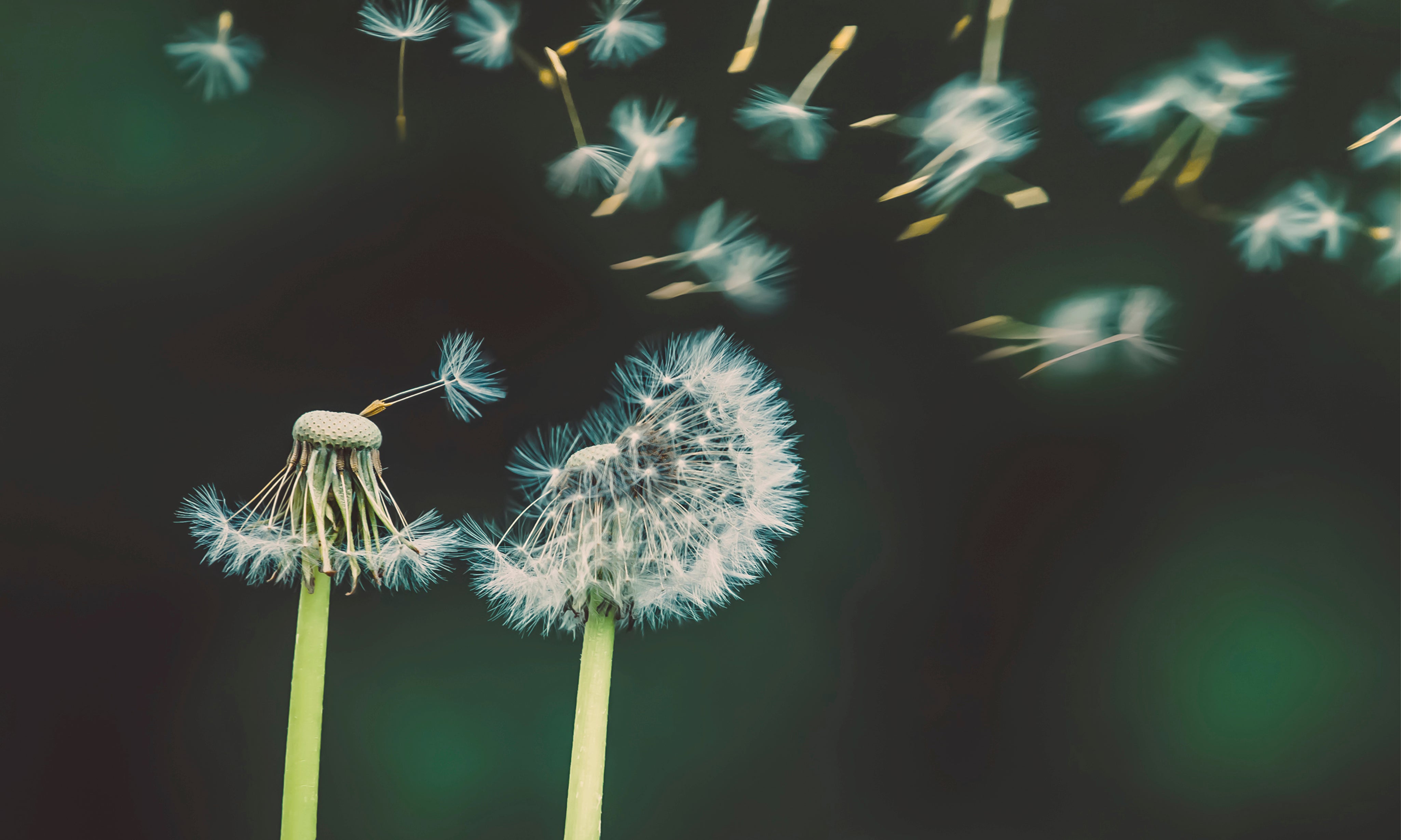 Scatteredtothewind-150x150cm.jpg