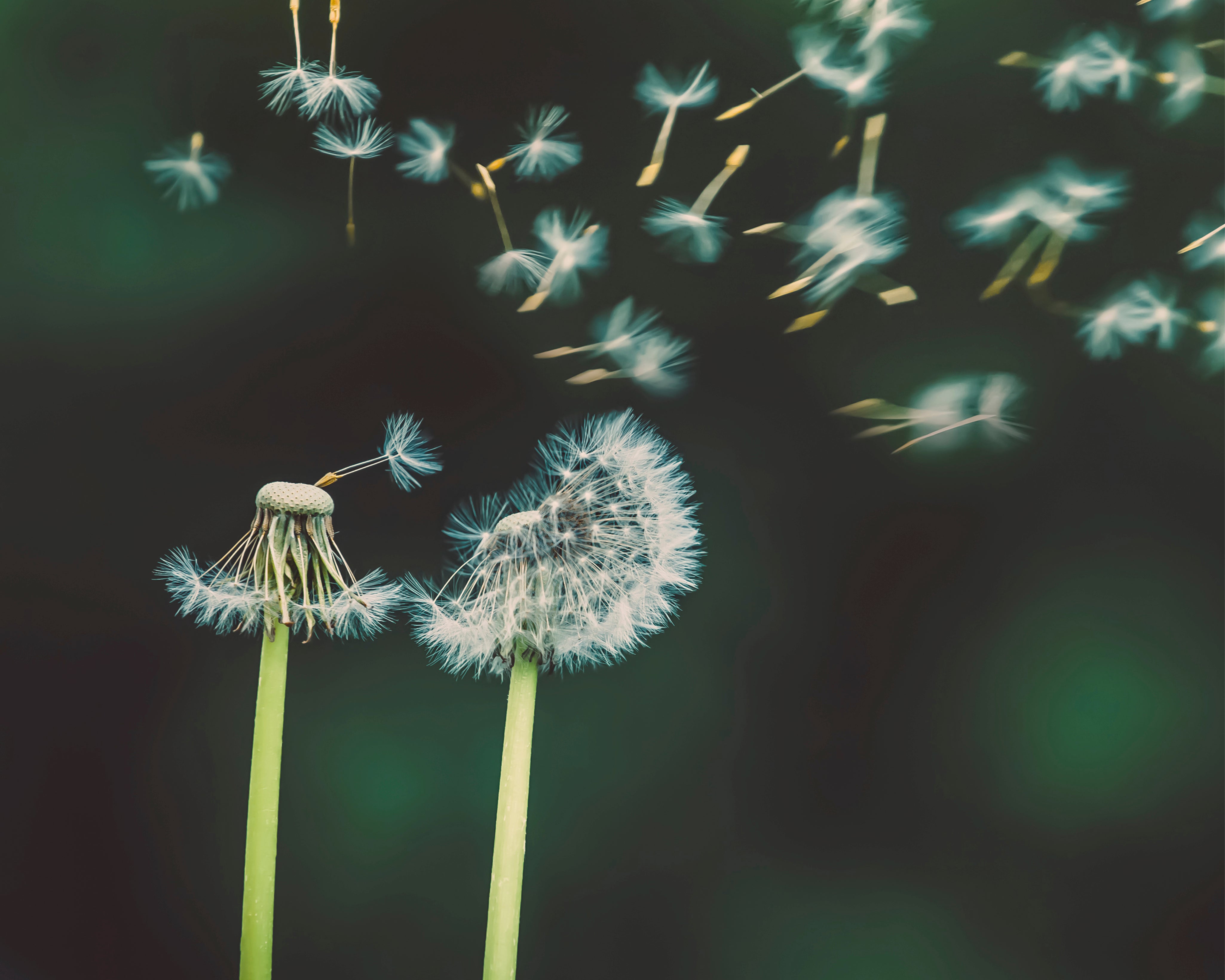 Scatteredtothewind-150x150cm.jpg
