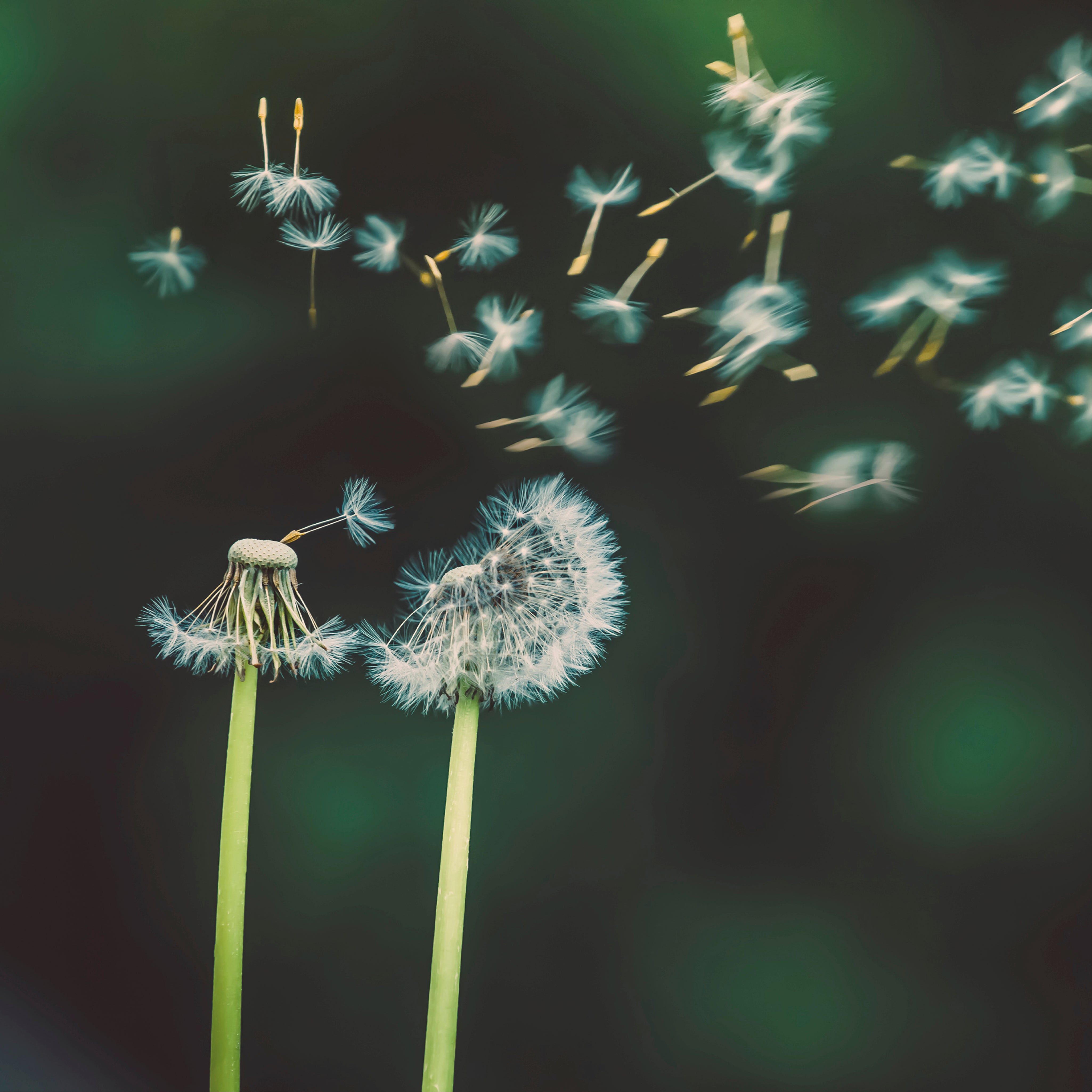 Scattered to the wind