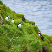 Sea flock