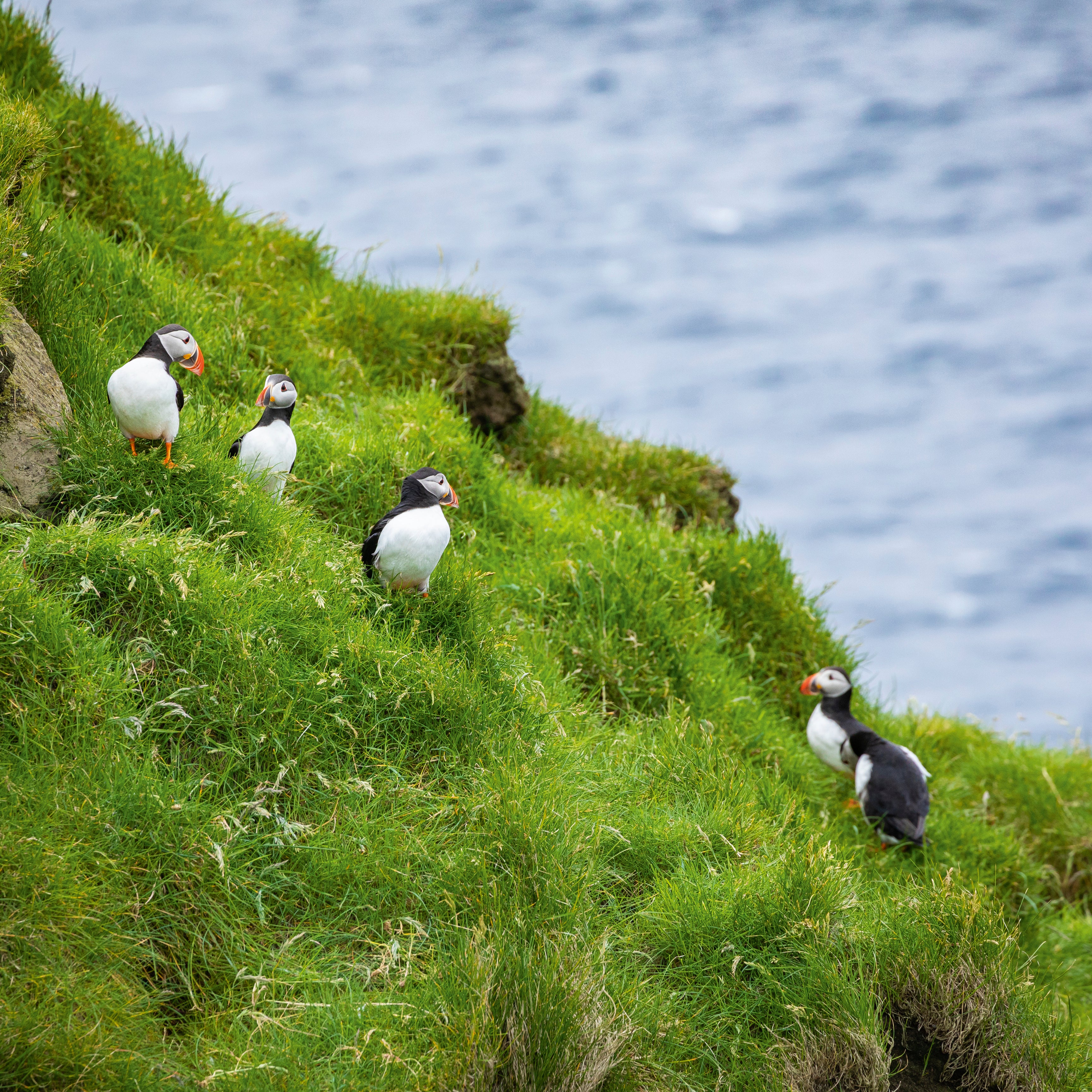 Sea flock