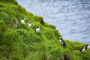 Sea flock