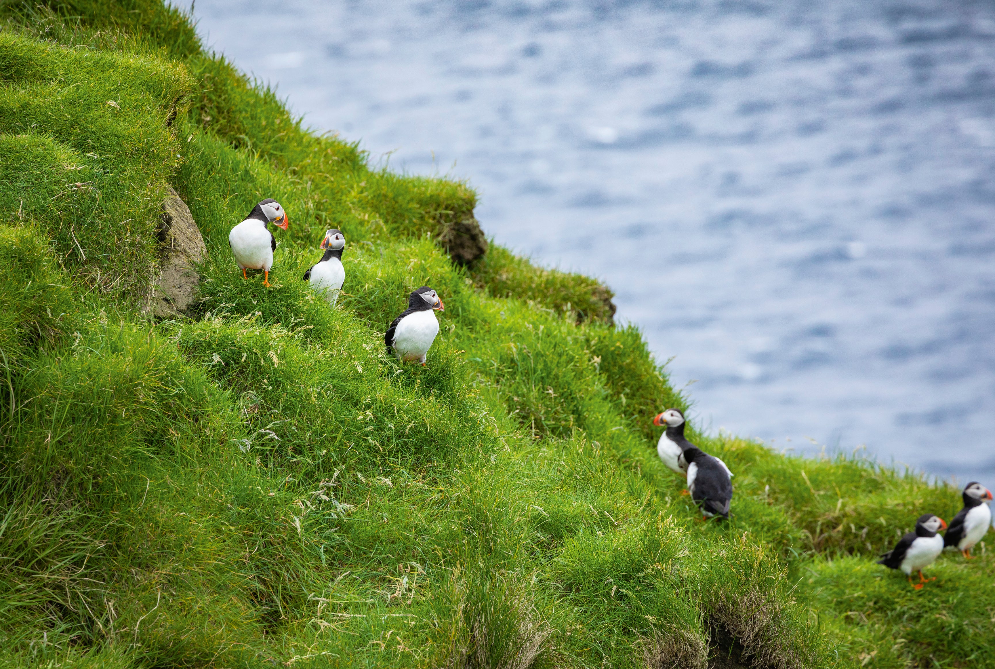 Sea flock