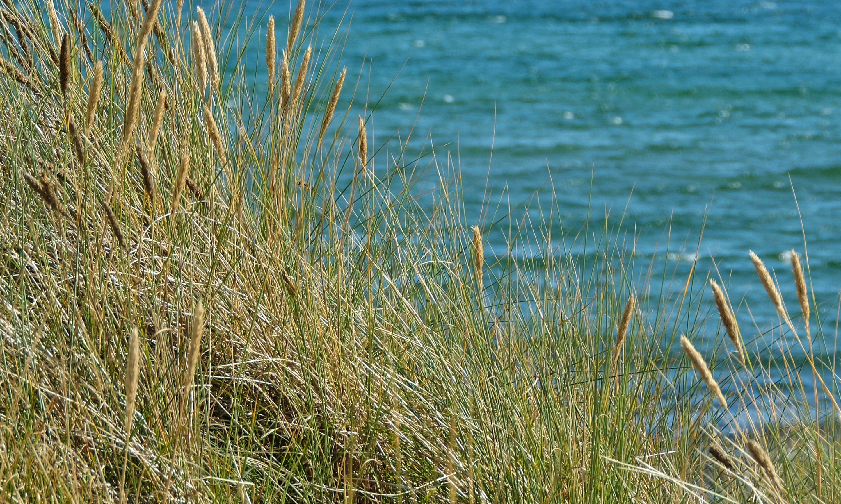 Seagrassserenade-100x150cm.jpg