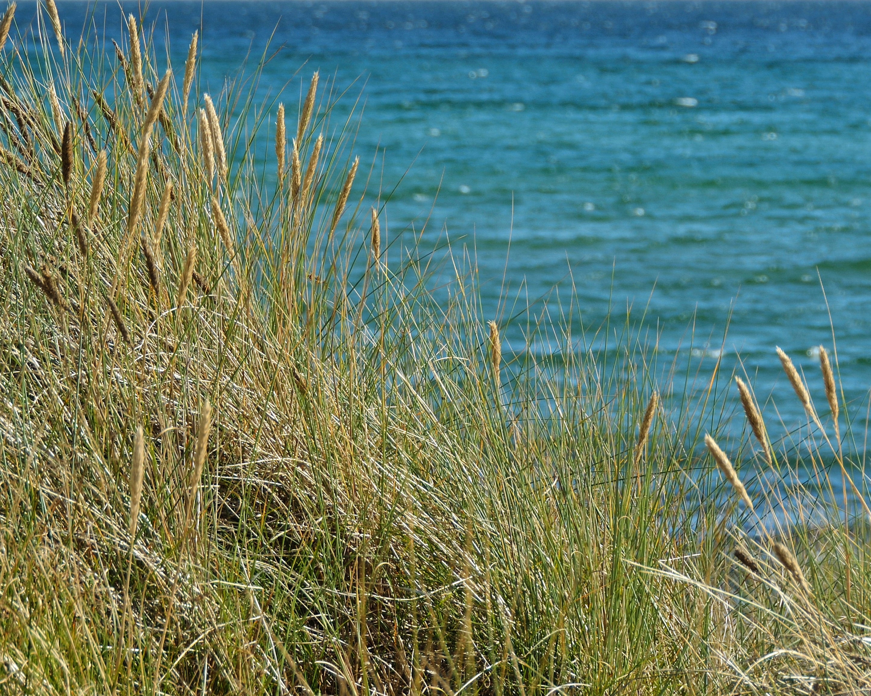 Seagrassserenade-100x150cm.jpg