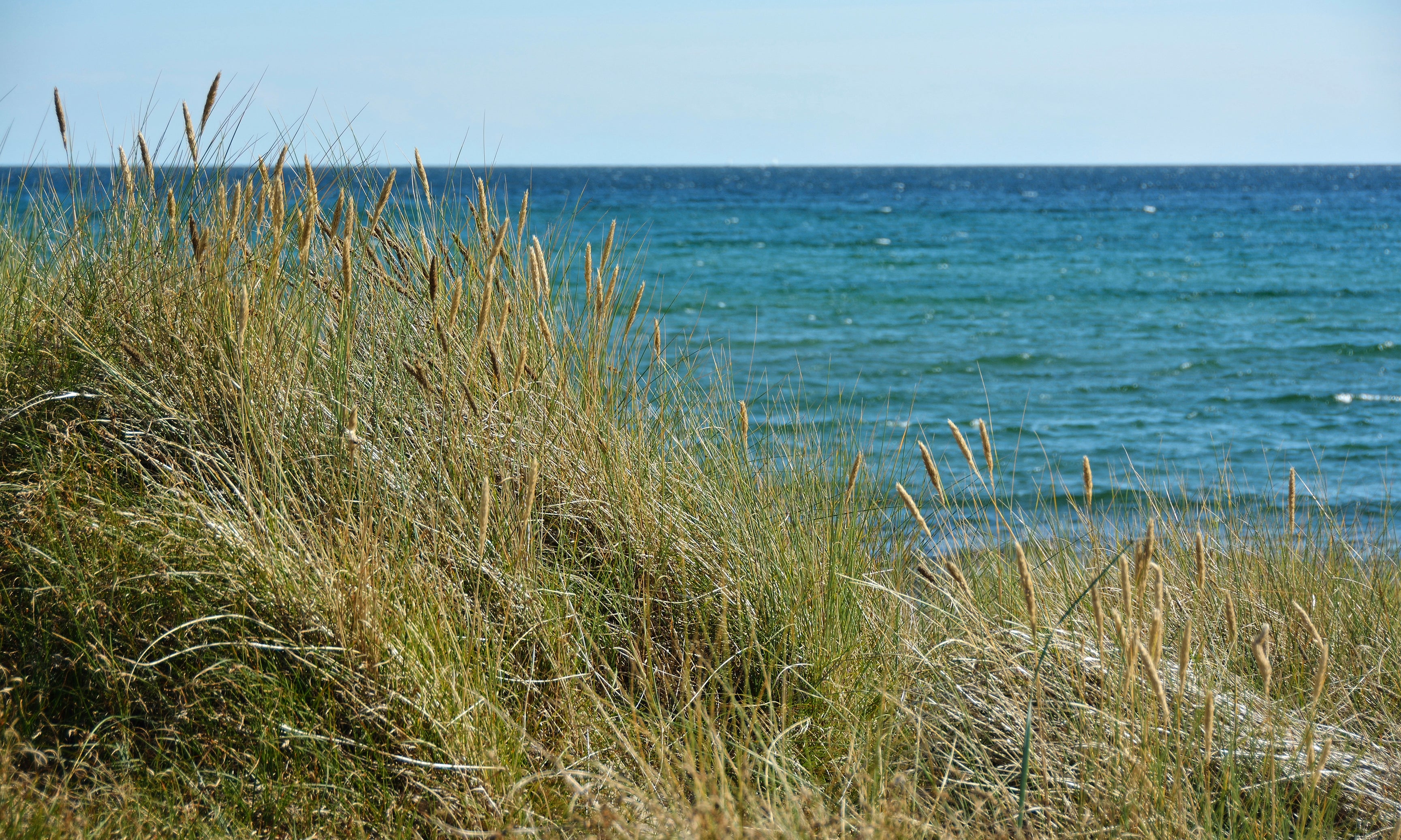 Seagrassserenade-120x80cm.jpg