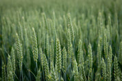 Sea of green
