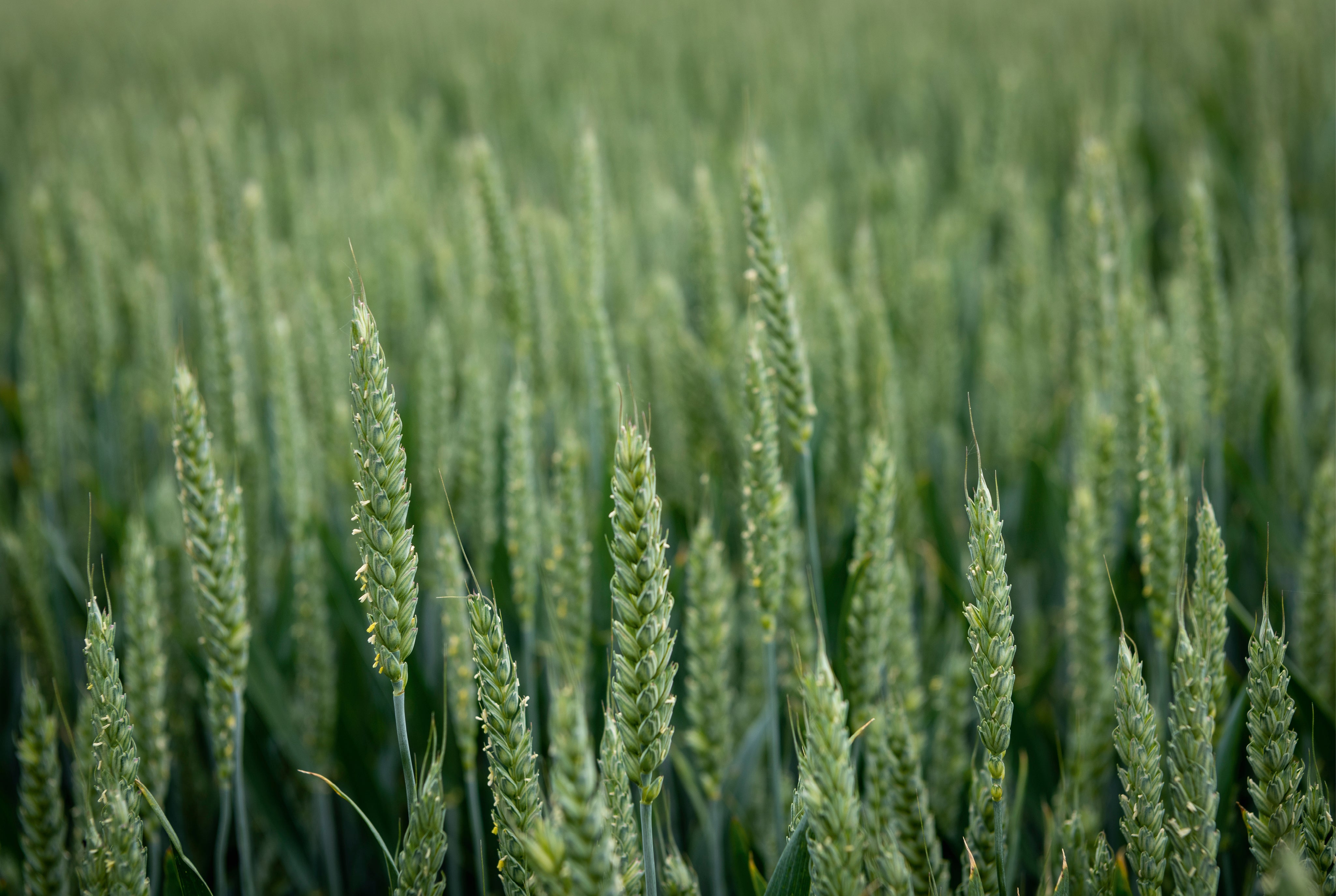Sea of green