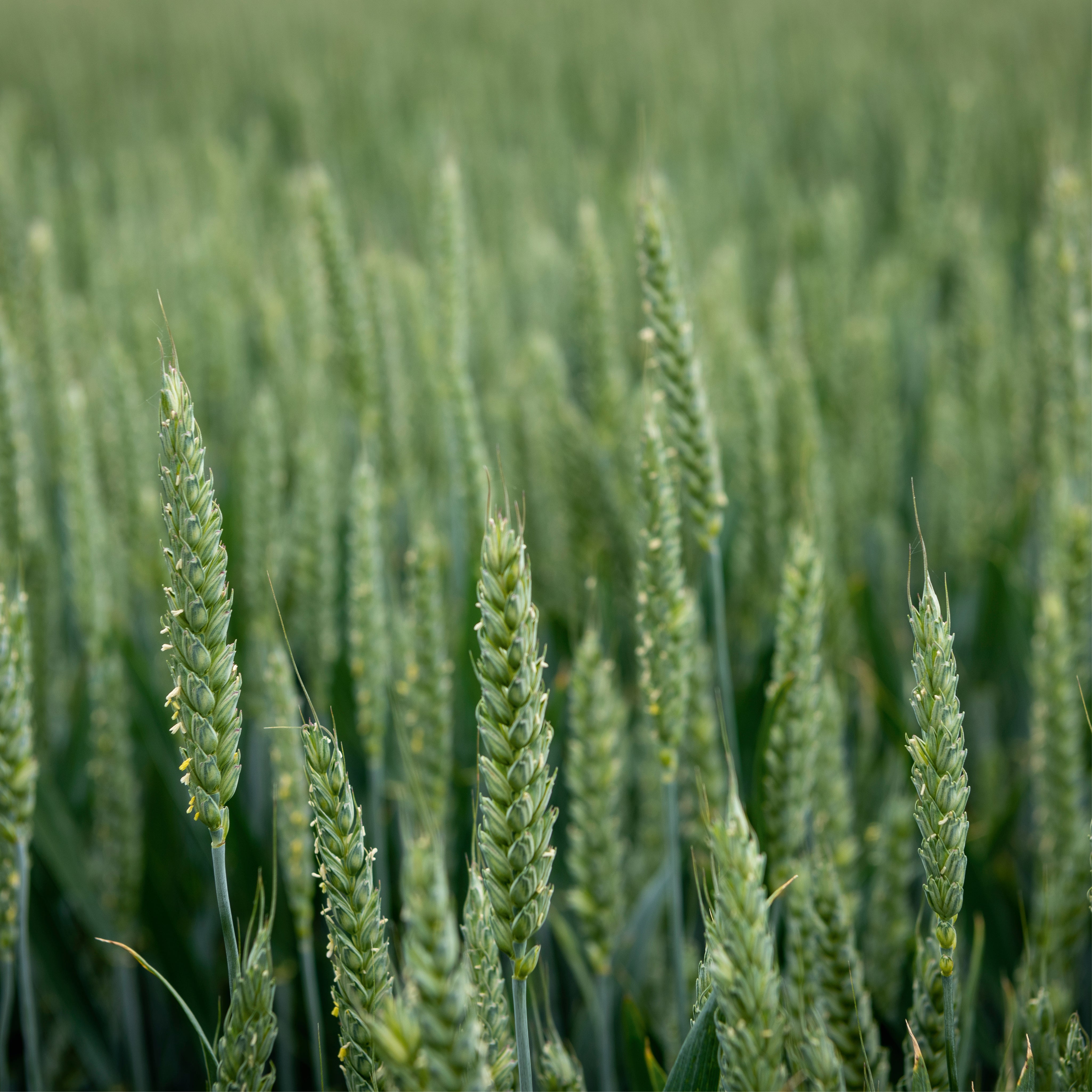 Sea of green