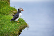 Sea perch