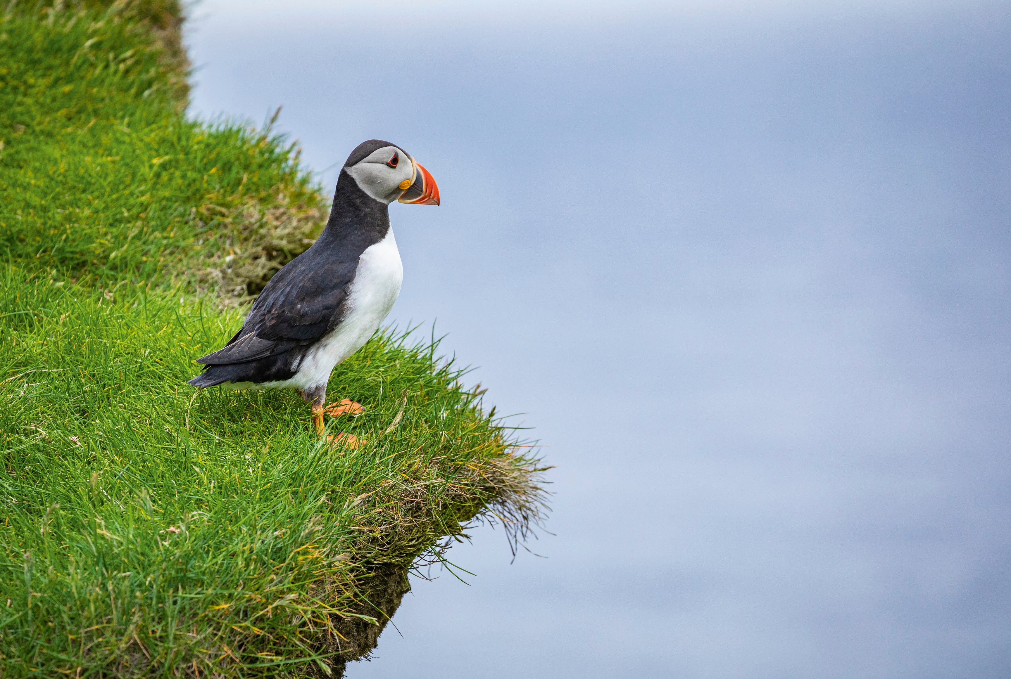 Sea perch