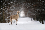 Sentinel of Winter