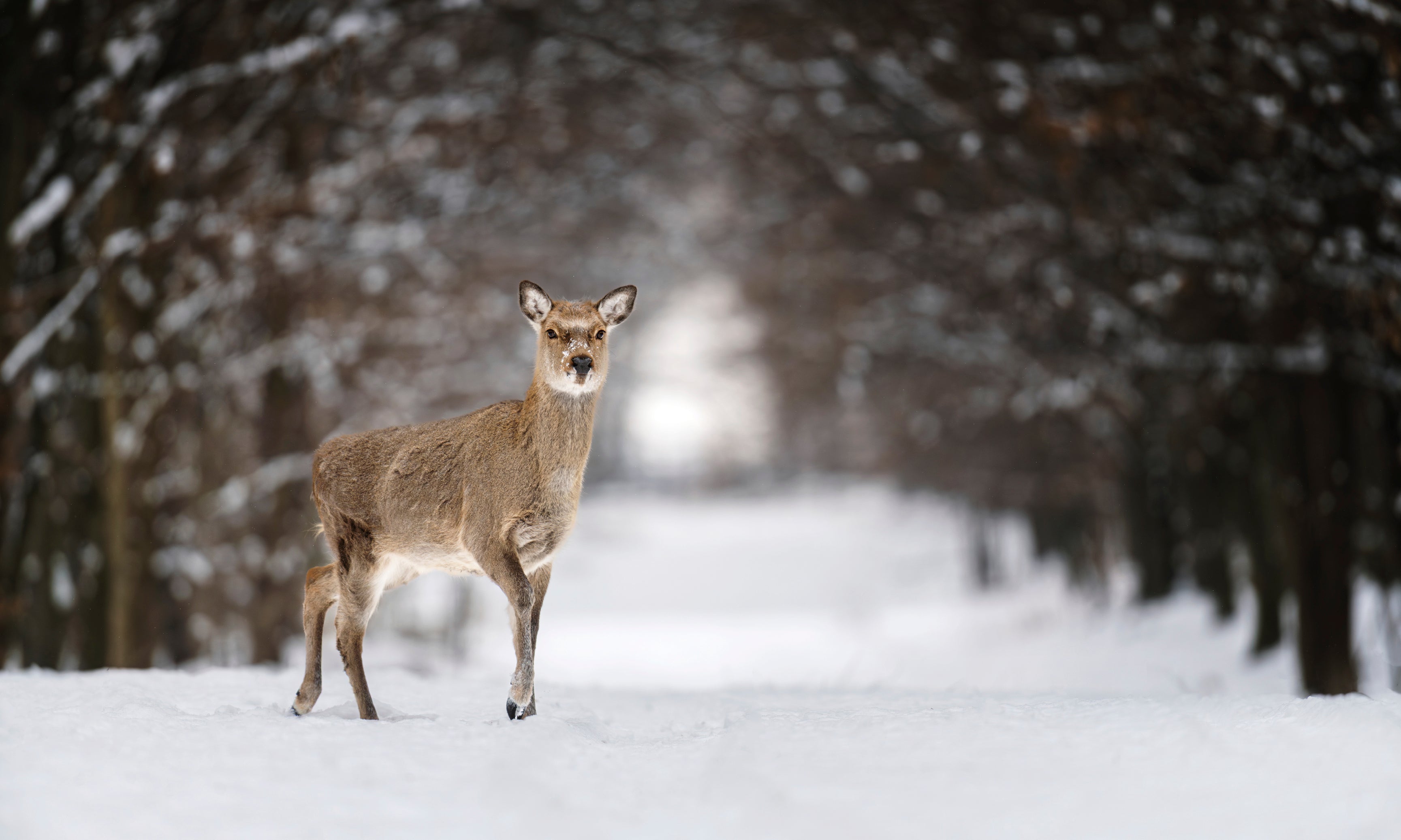SentinelofWinter-120x80cm.jpg