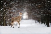 Sentinel of Winter