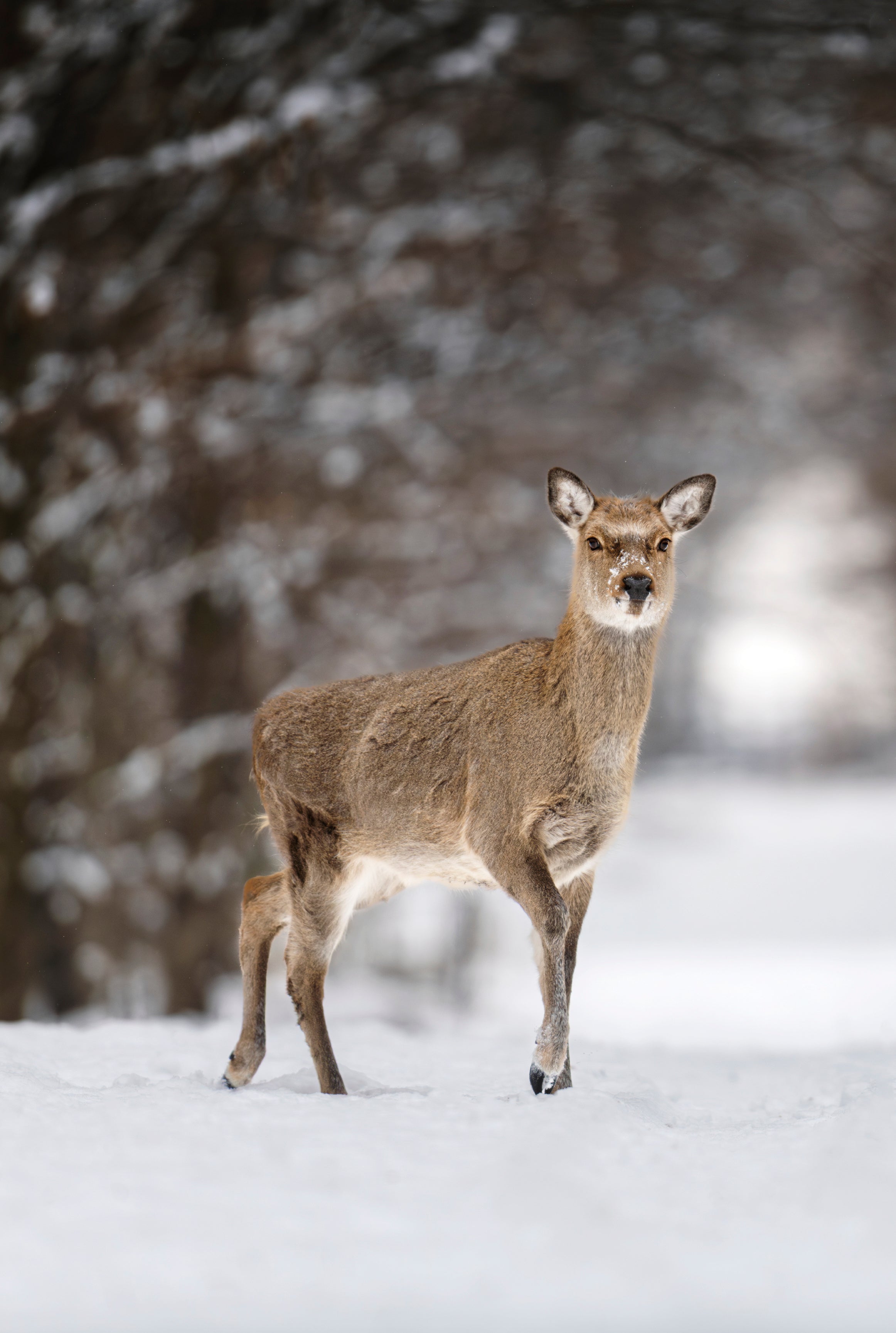 Sentinel of Winter