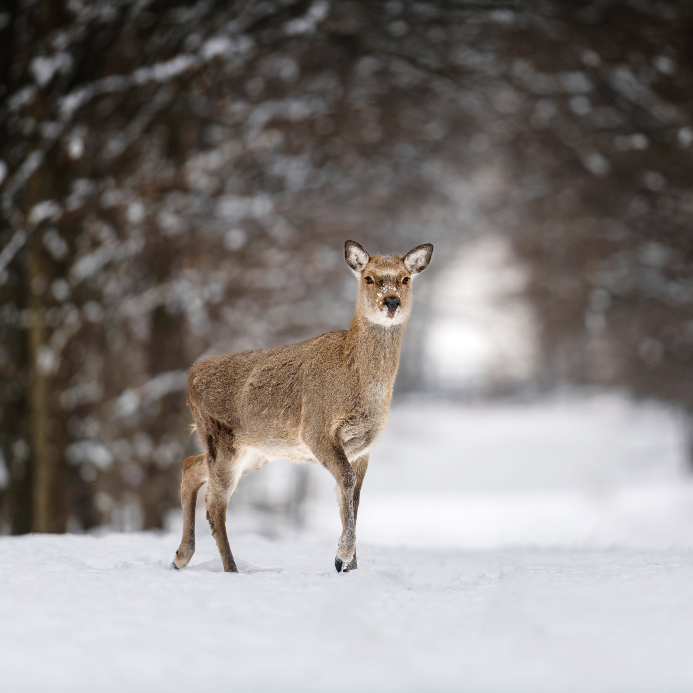 Sentinel of Winter