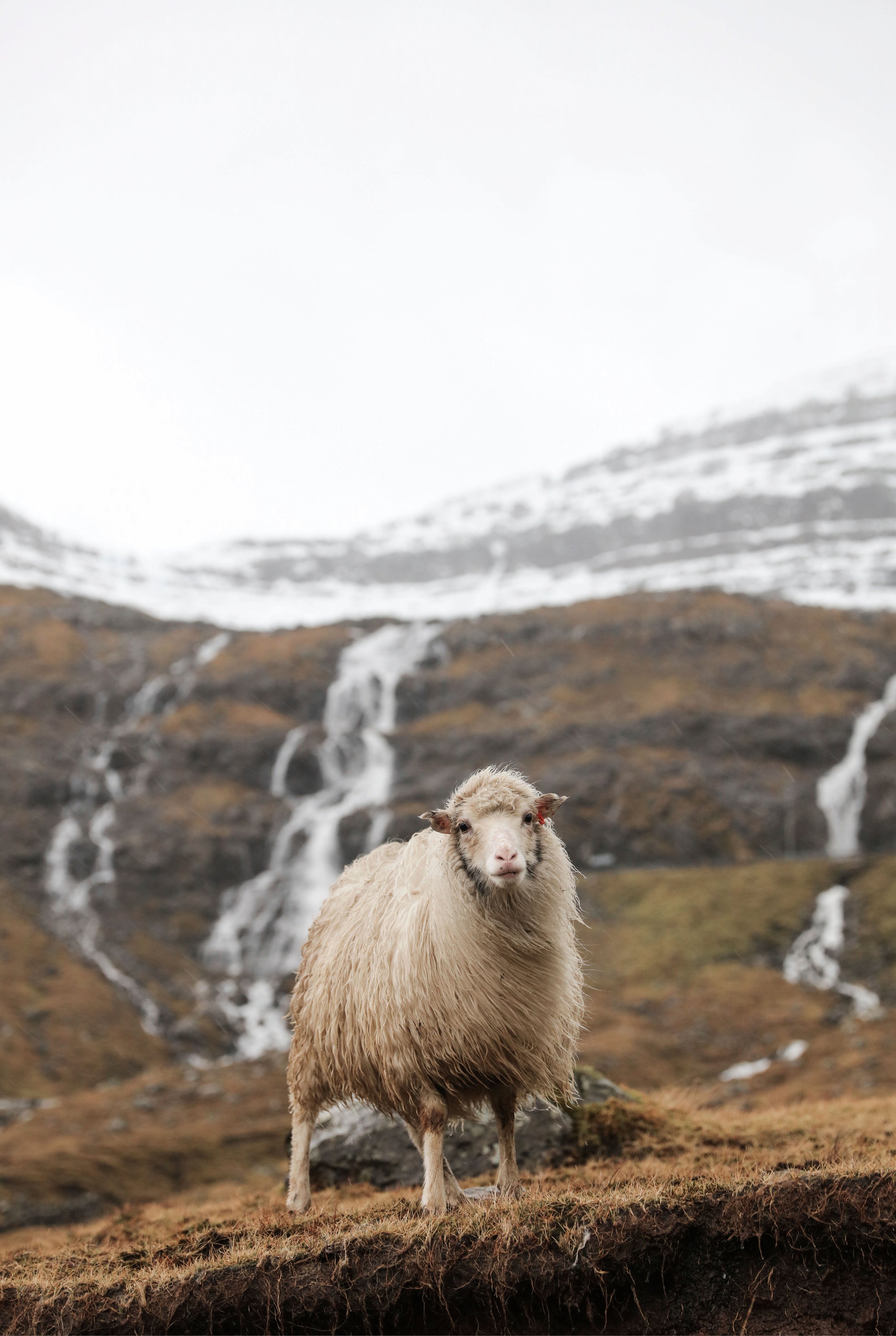 Sheep peak