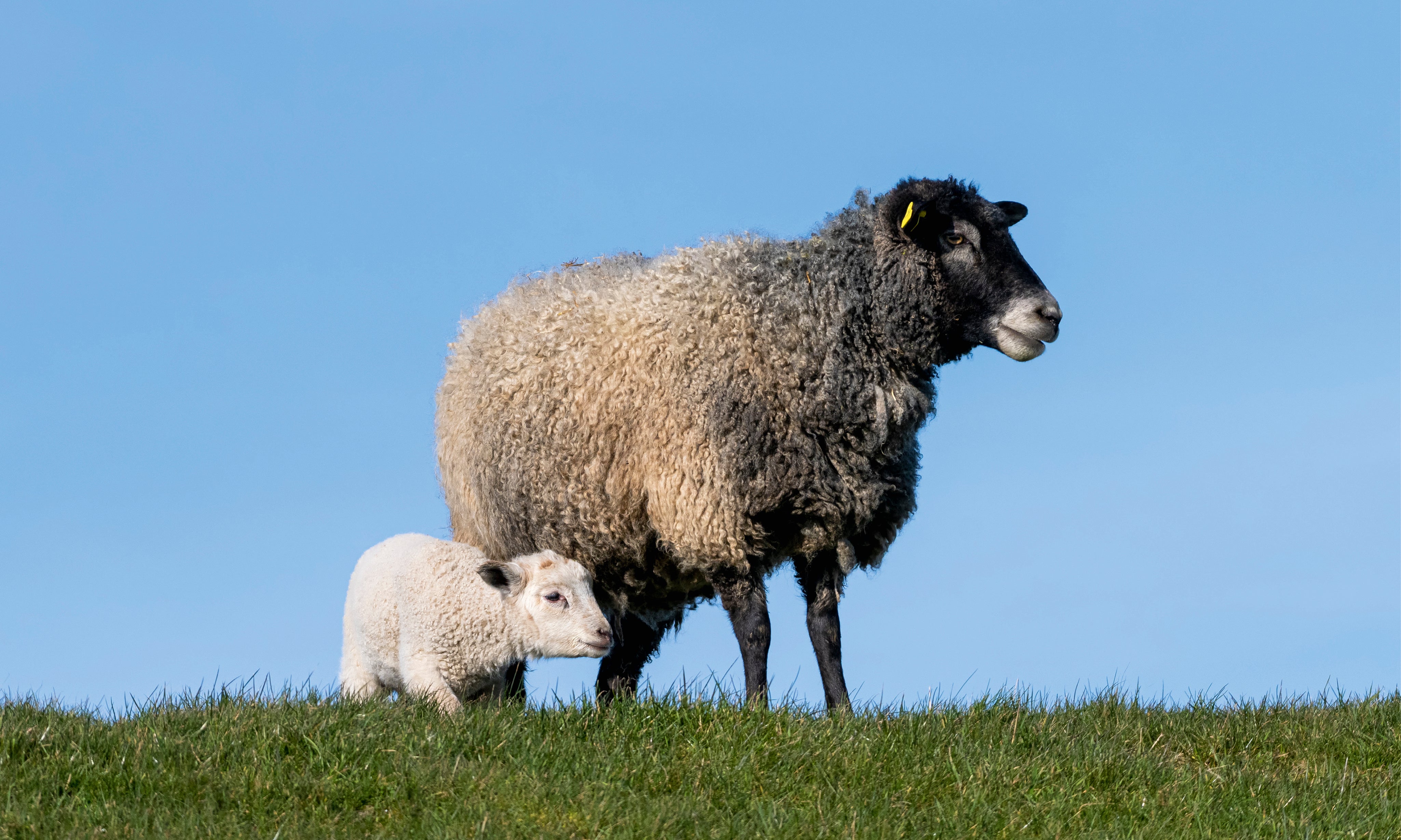Sheepshelter-150x100cm.jpg