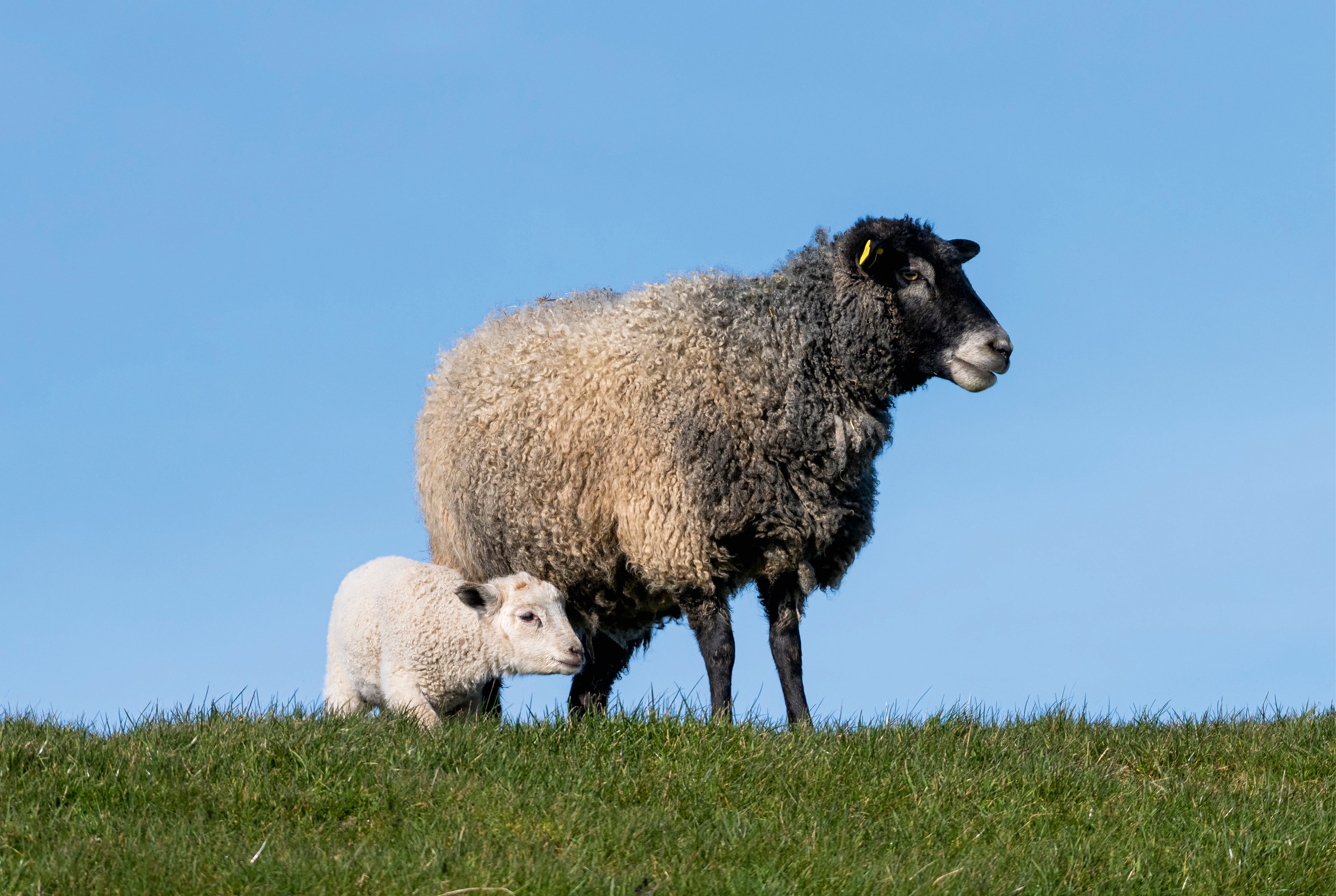 Sheep shelter