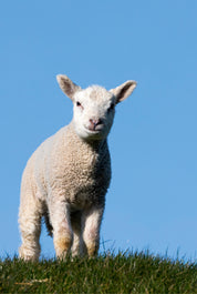 Sheep softness