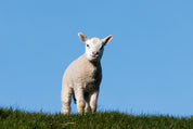 Sheep softness