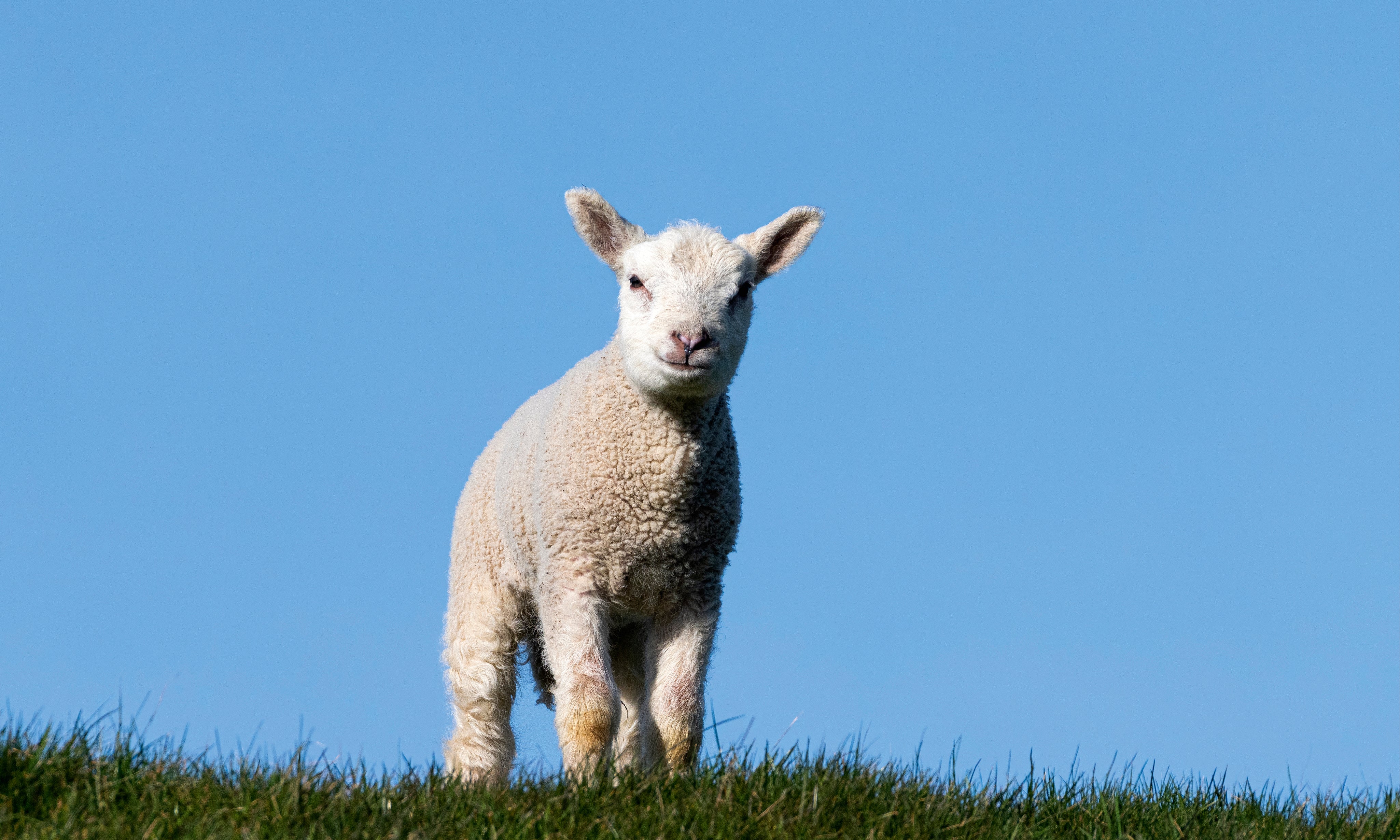 Sheepsoftness-150x100cm.jpg
