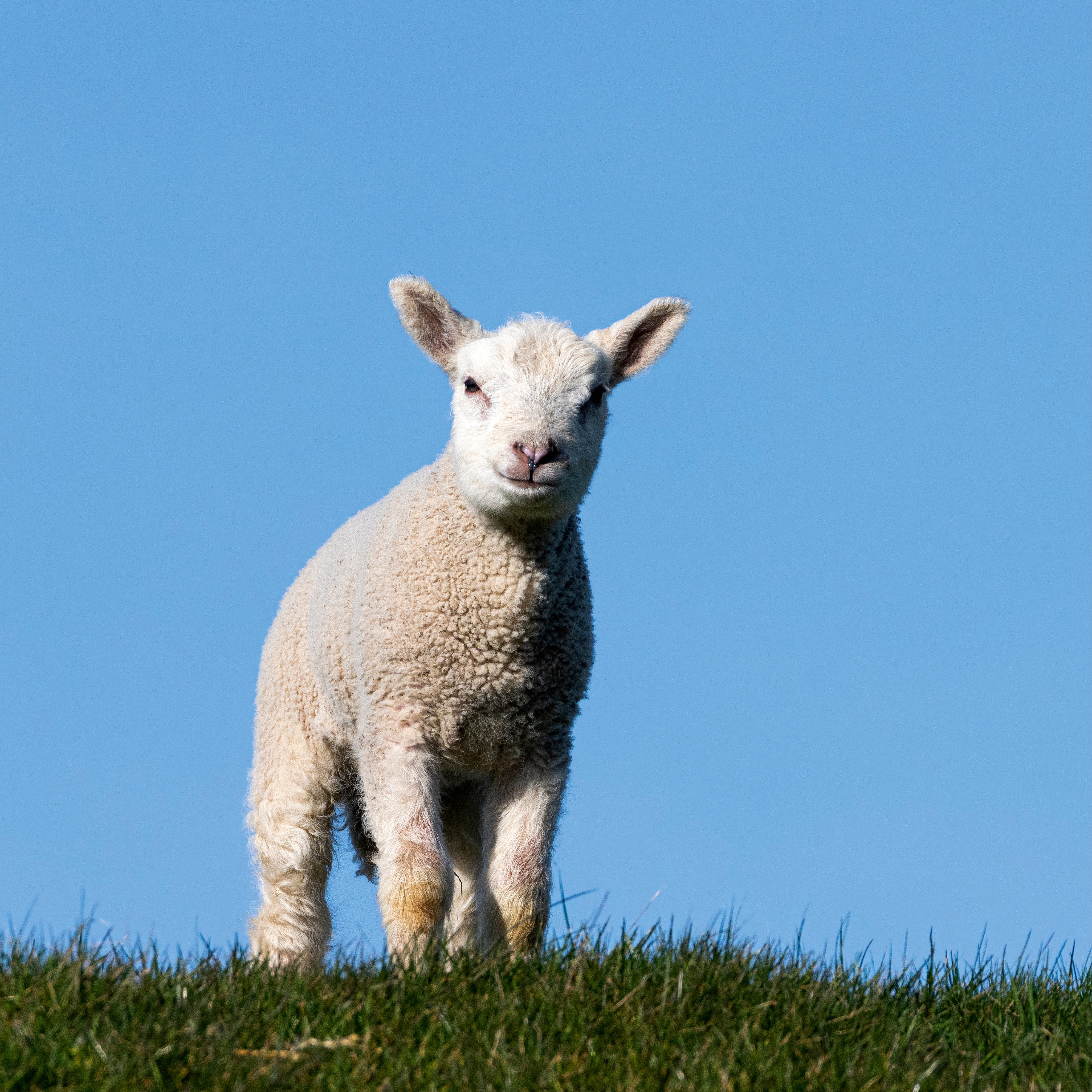 Sheep softness