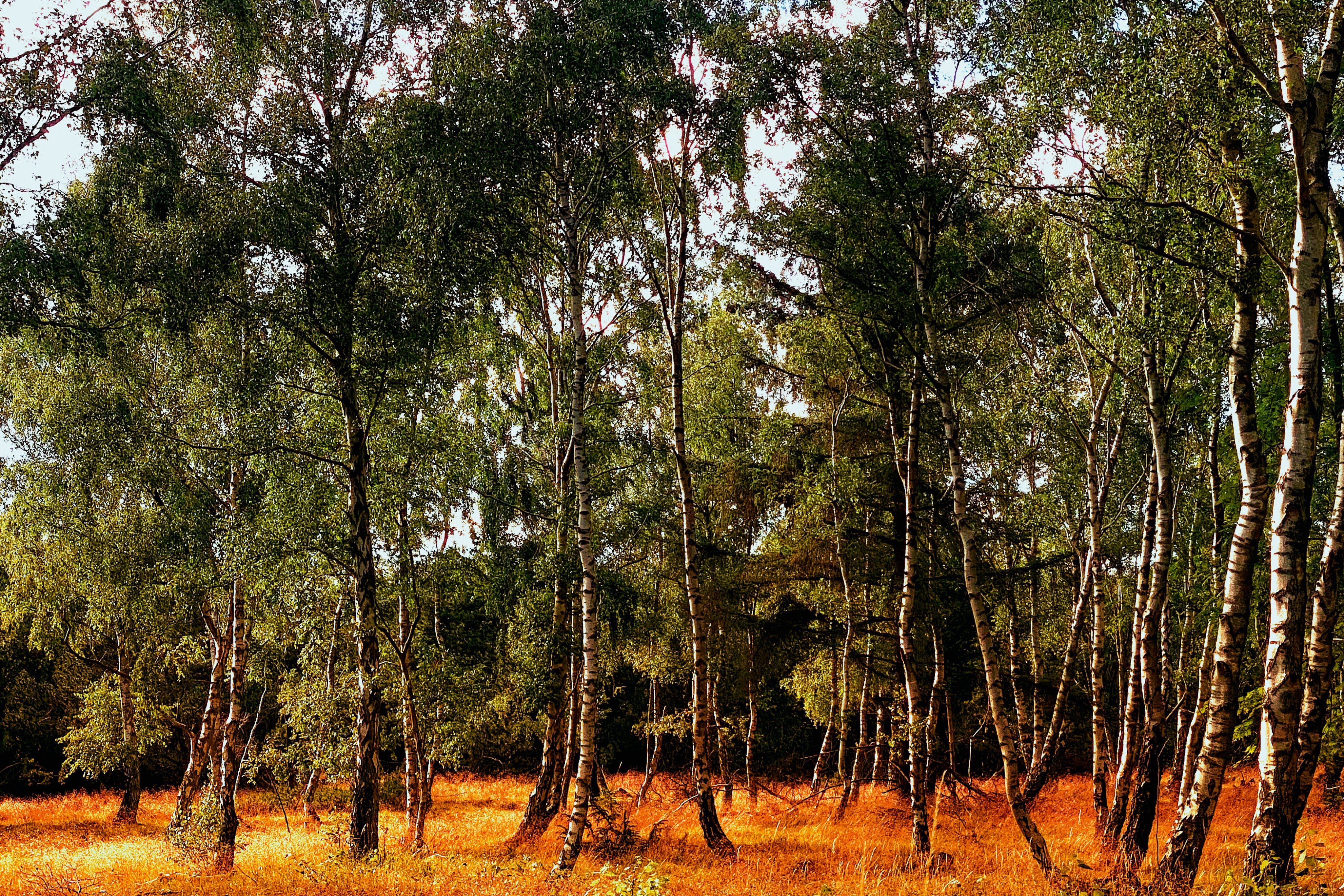 Silentflame-150x100cm.jpg