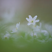 Silent spring