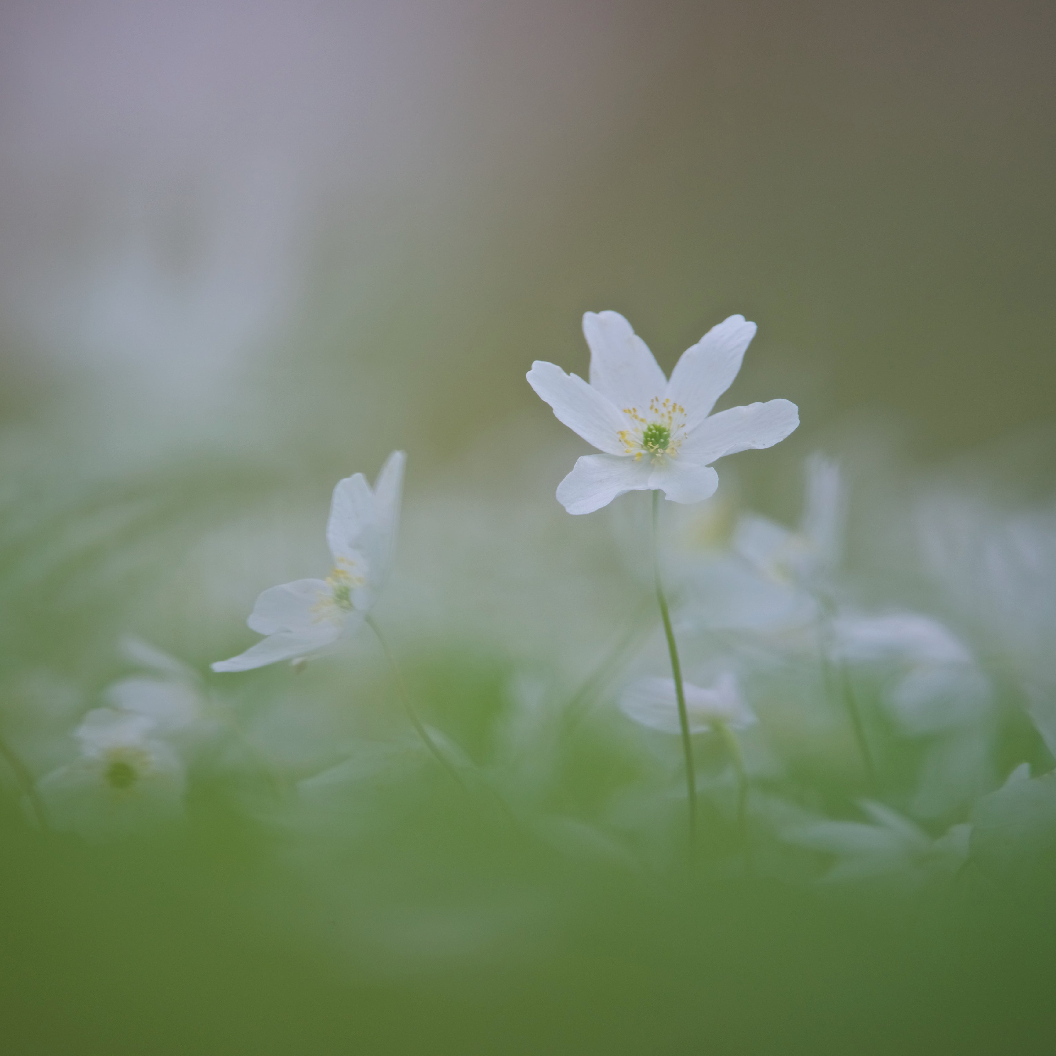 Silent spring