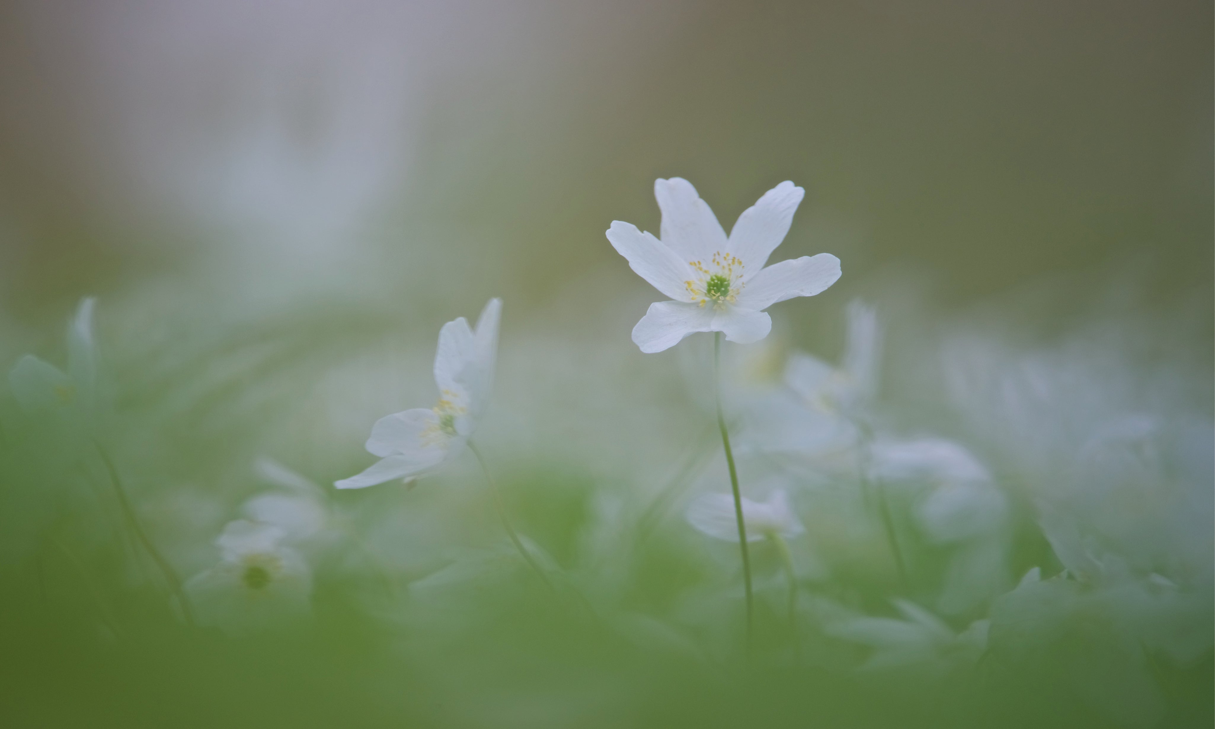 Silentspring-150x100cm.jpg