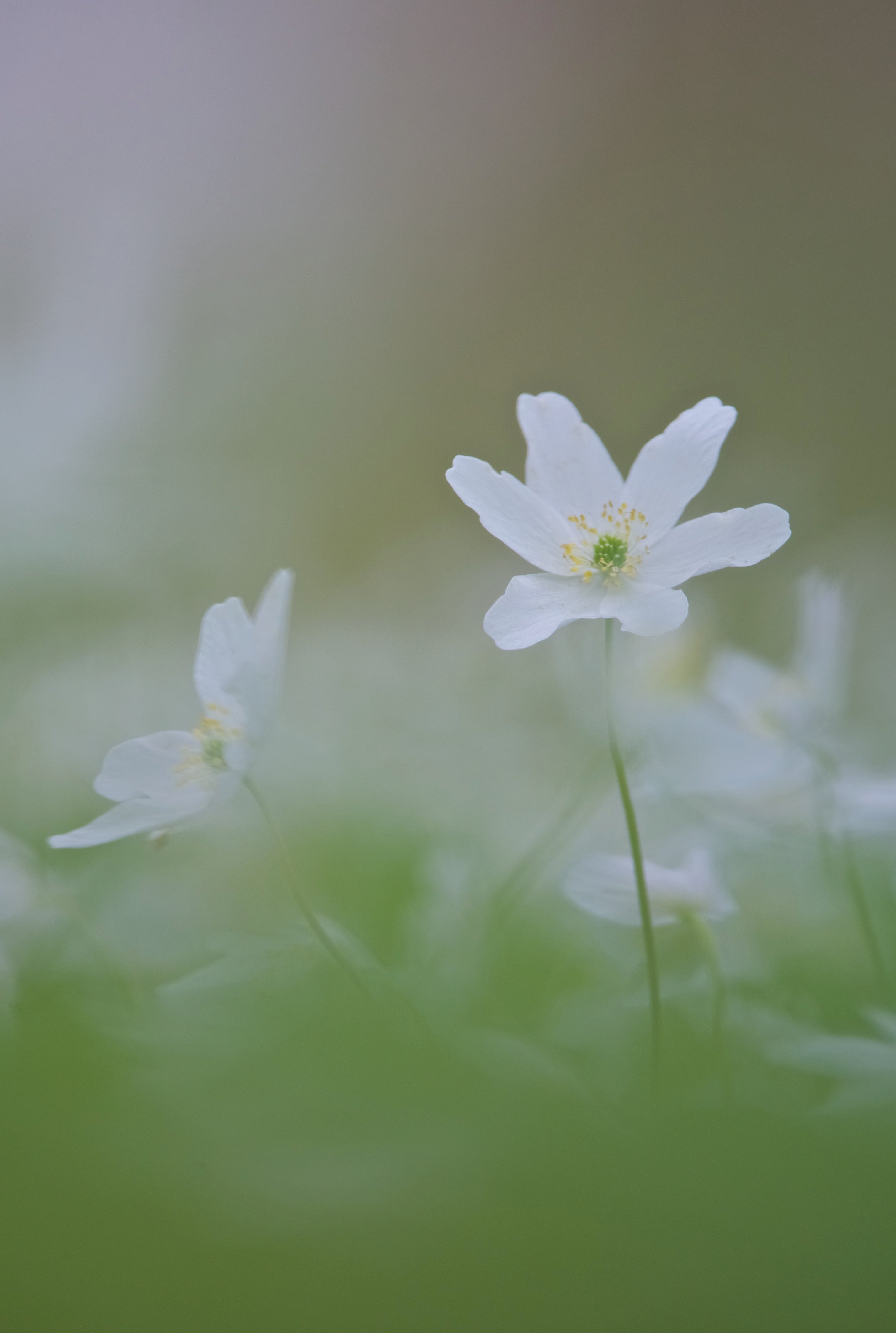Silent spring